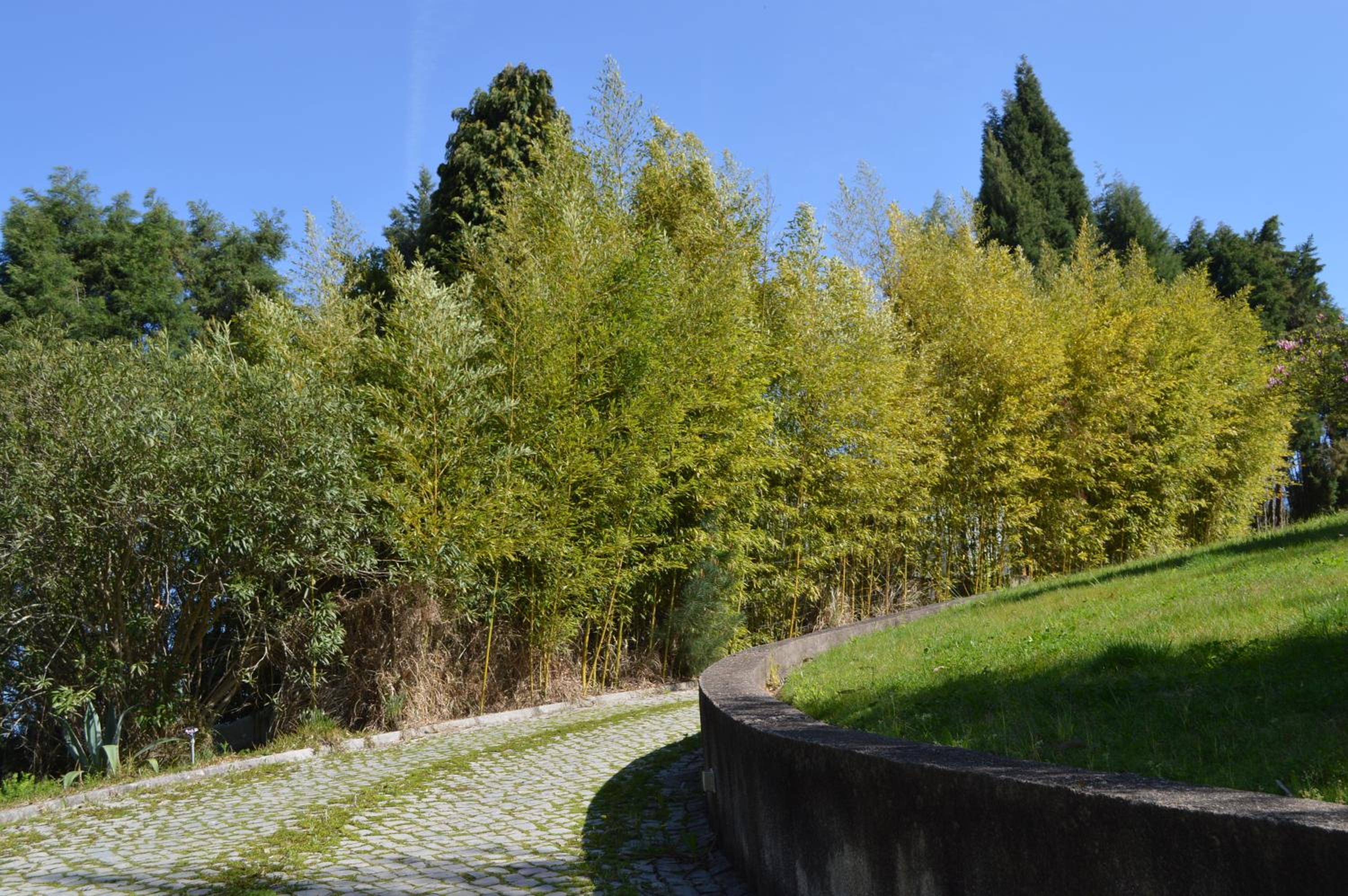 Bamboo Guest House view 3