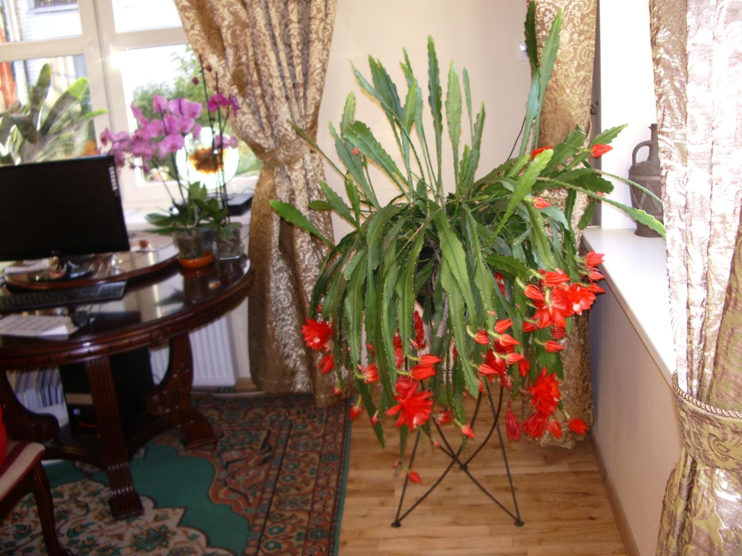 Photo 6