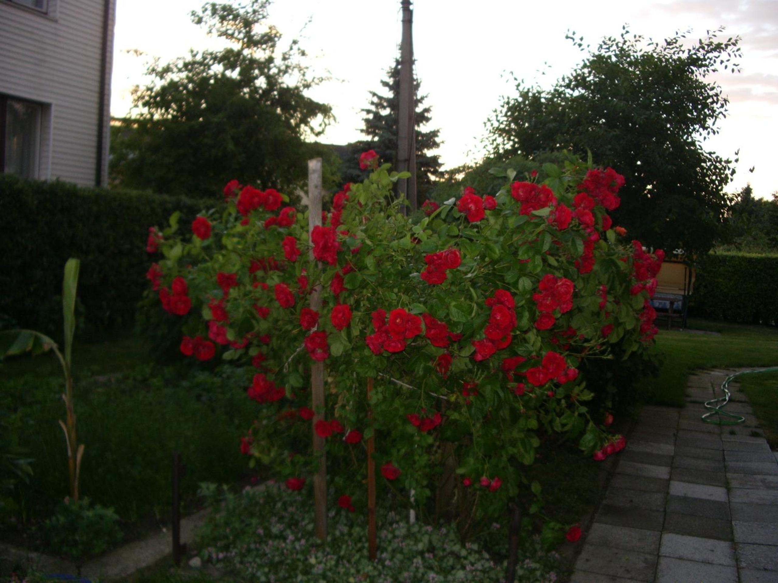 Sveciu Namai Avada view 3