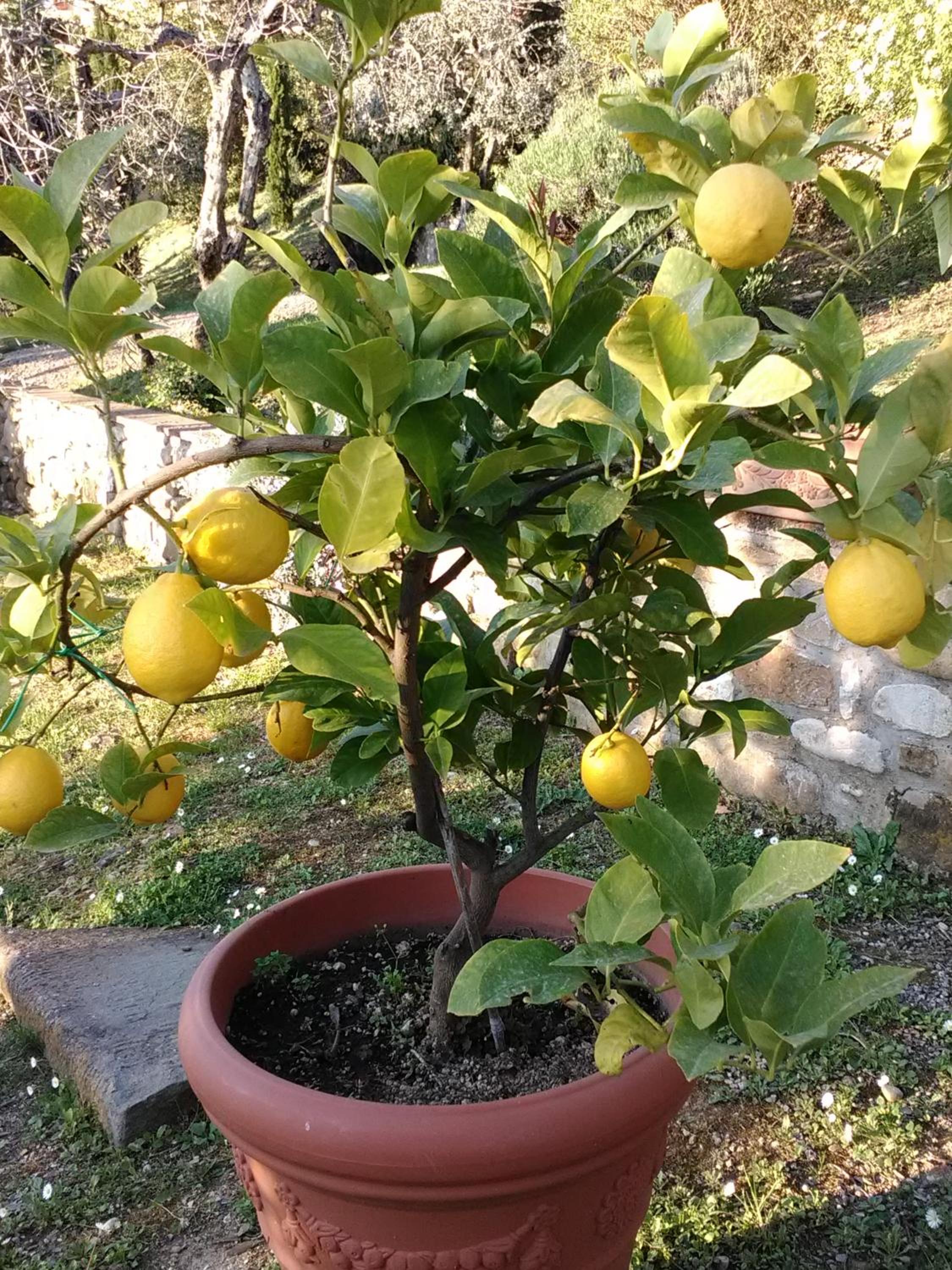 Le Massucce, photo 26