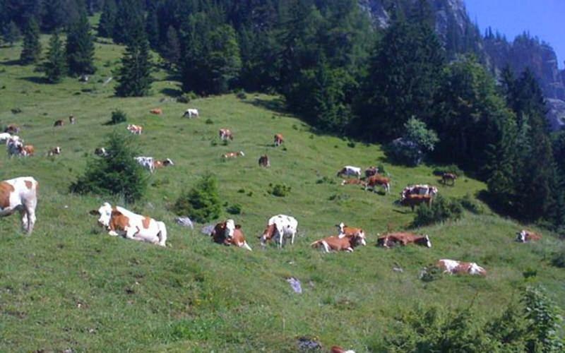 Gasthof Pension Alpenblick