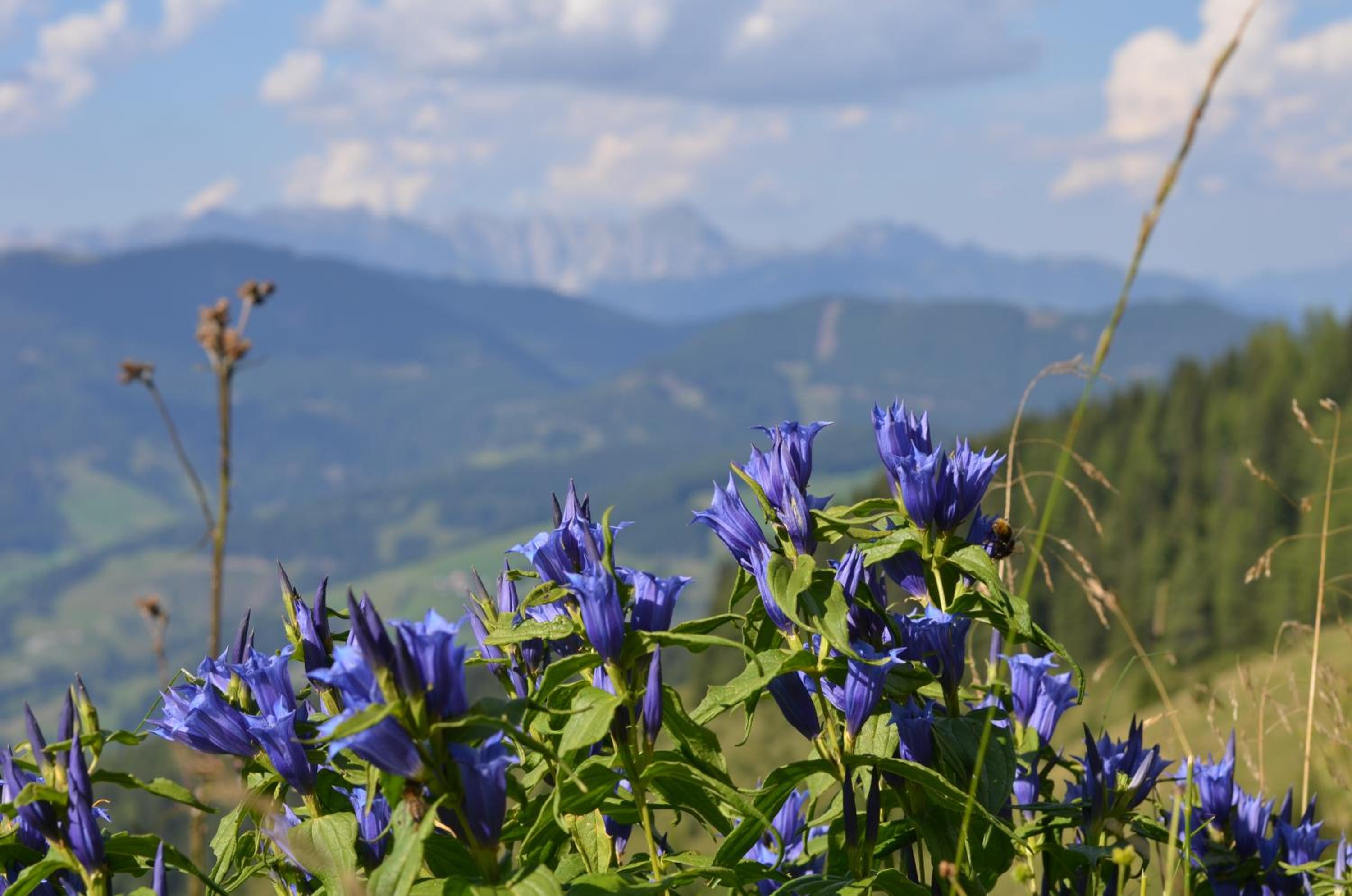 Apartment Tennengebirge