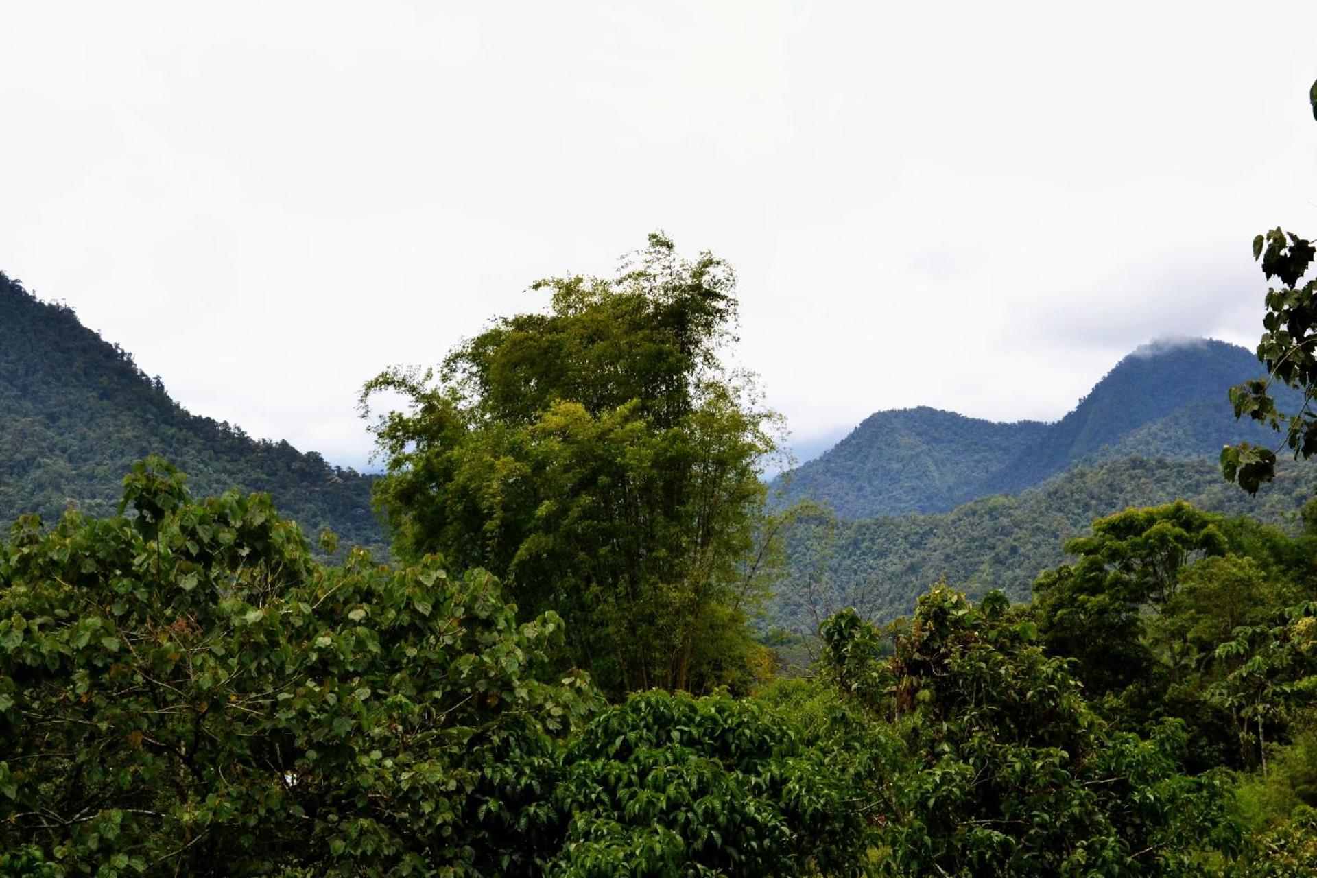 Mindo Green House