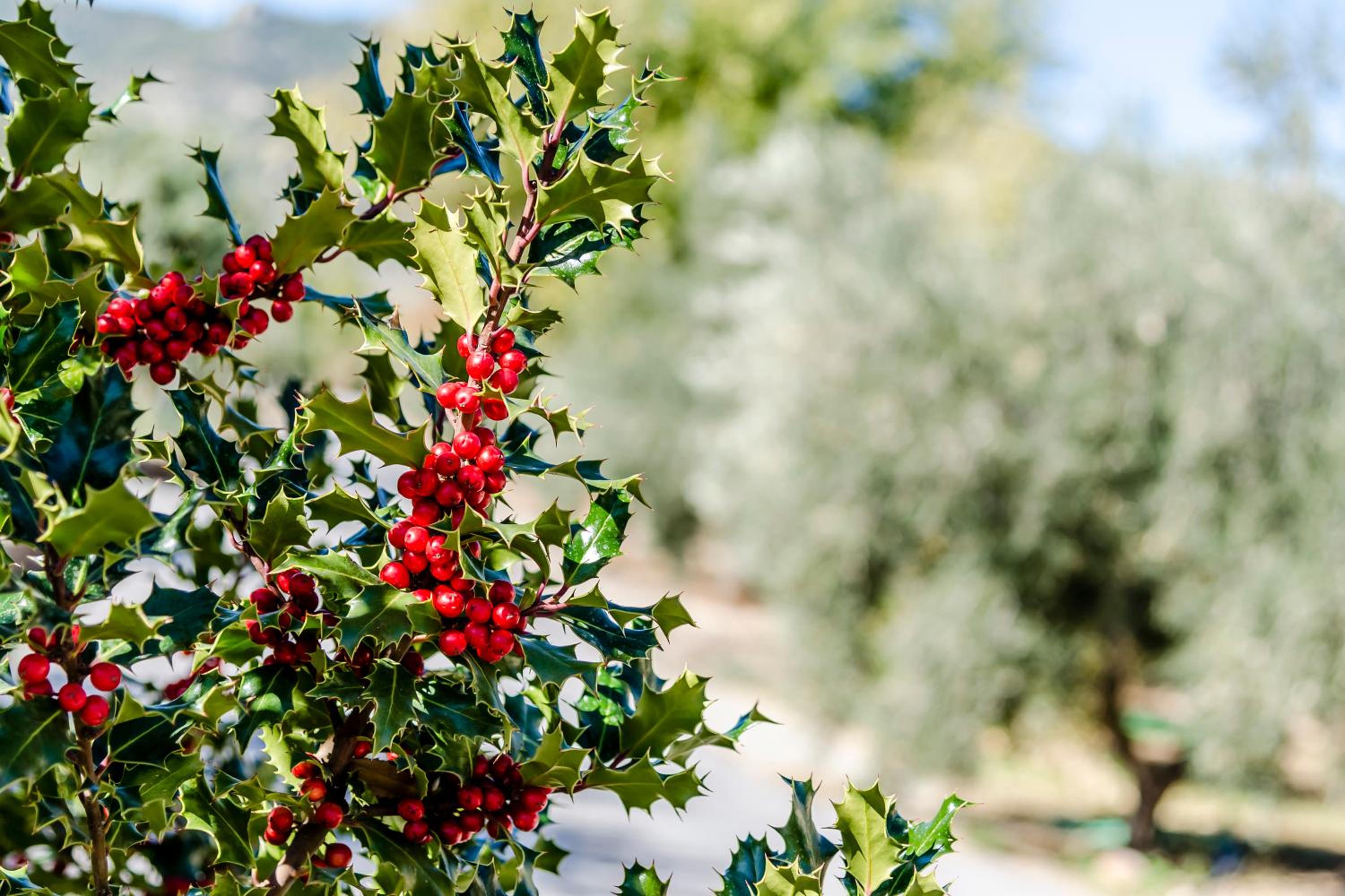 Hotel Rural Los Nogales - Property Image 35