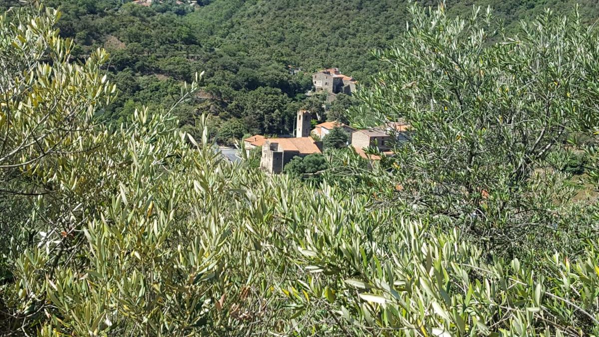 L'Oliveraie des 3 Mas view 4