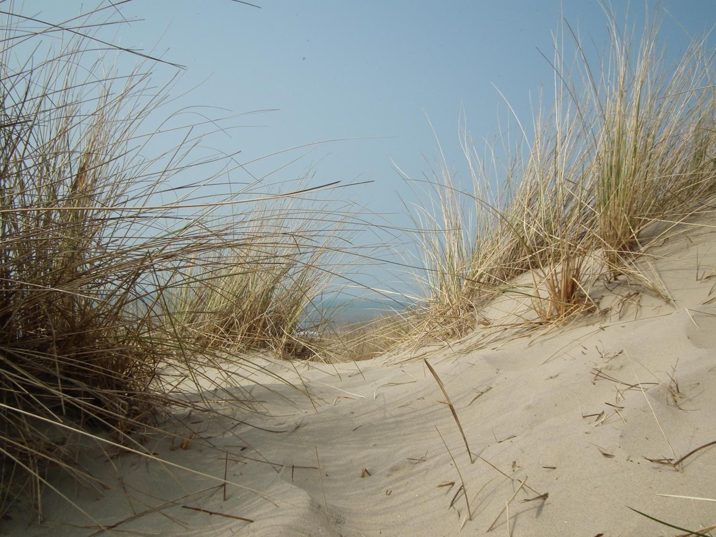 Hollumerstrand