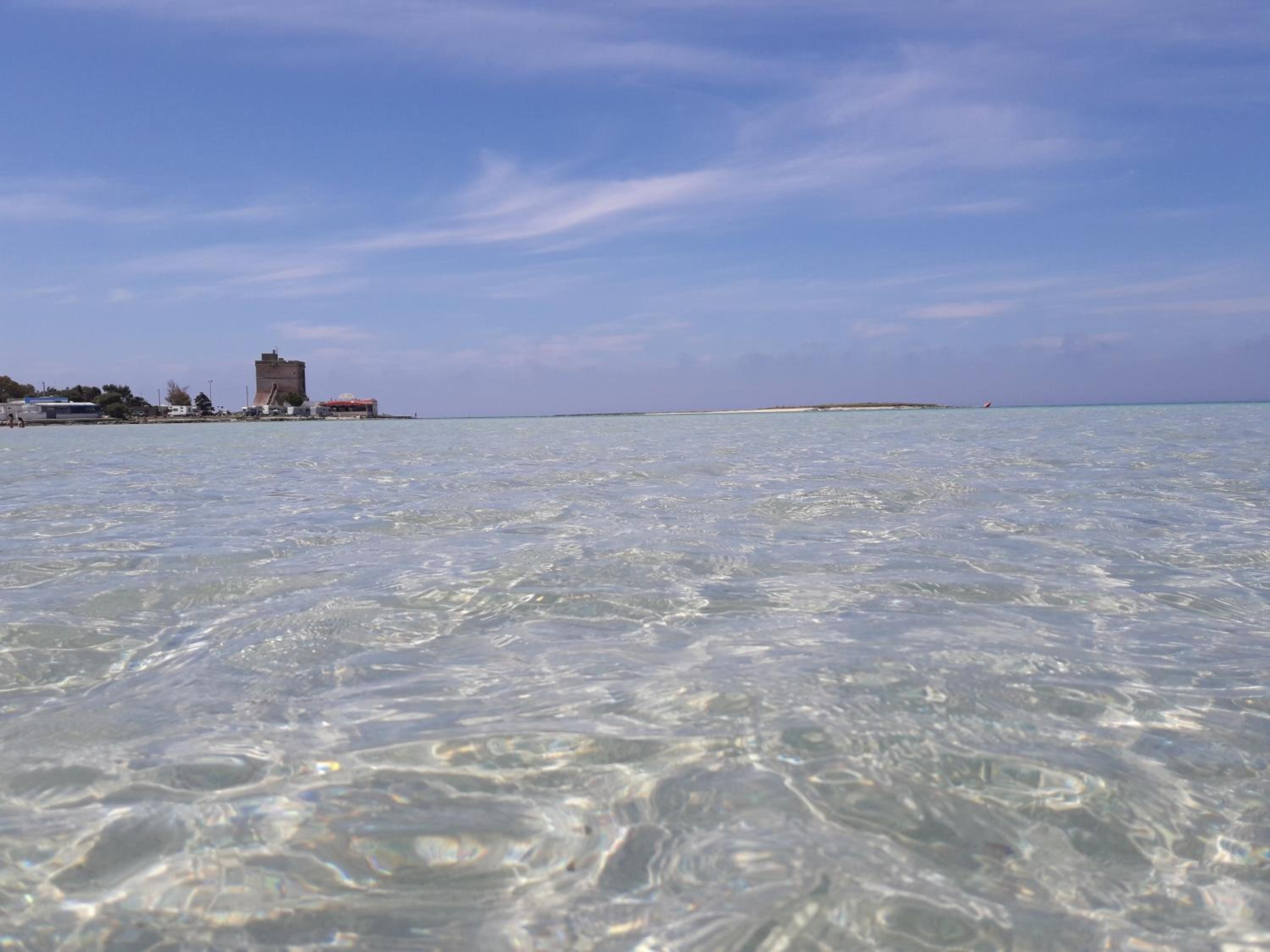 Stella marina photo 3