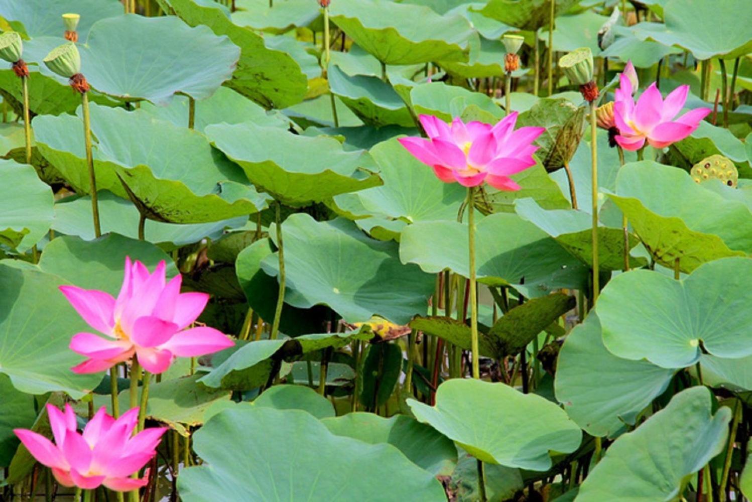Flame Flowers Homestay