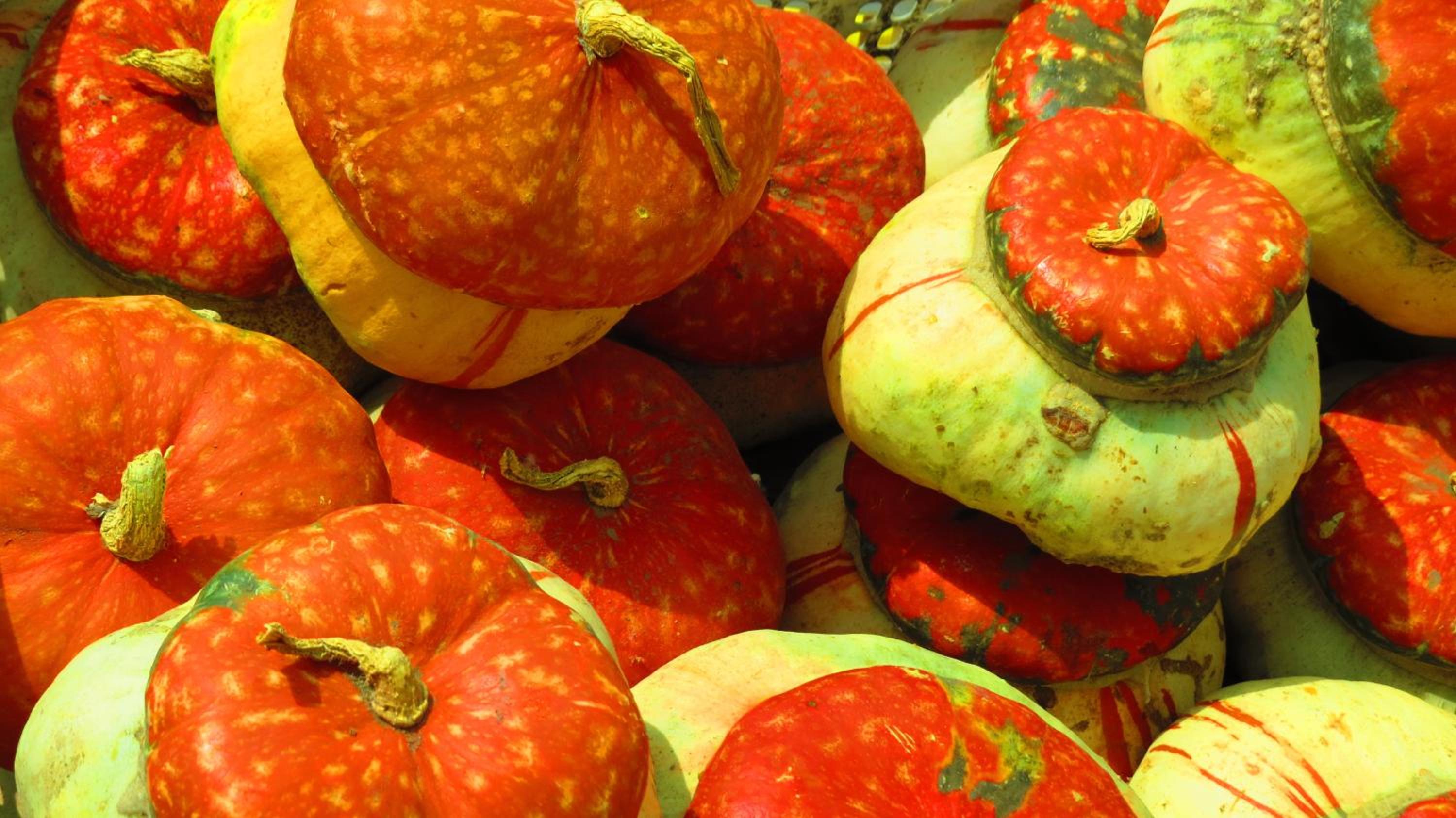 Cosmopolita Rojo