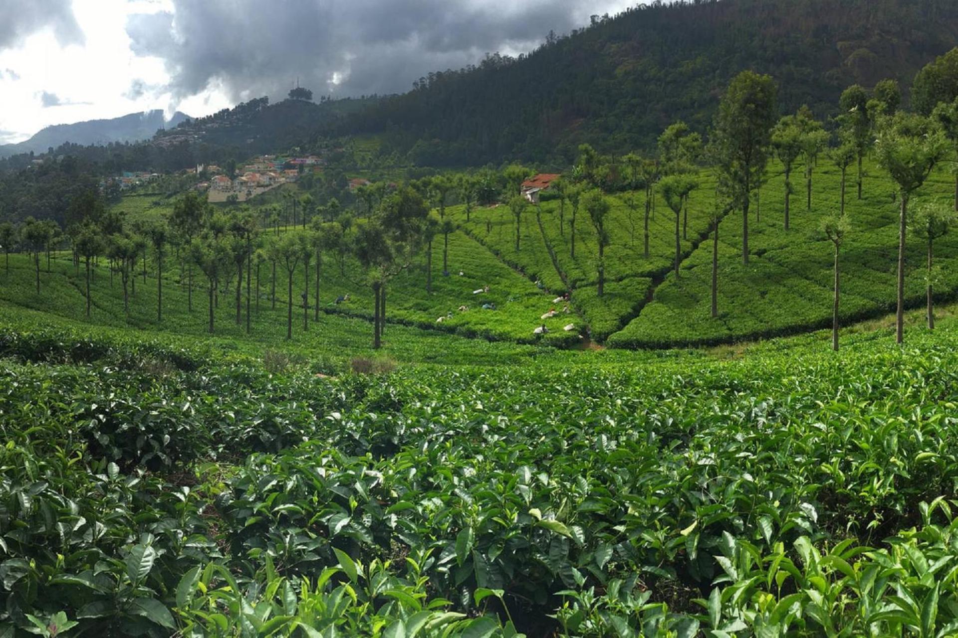 Photo 42