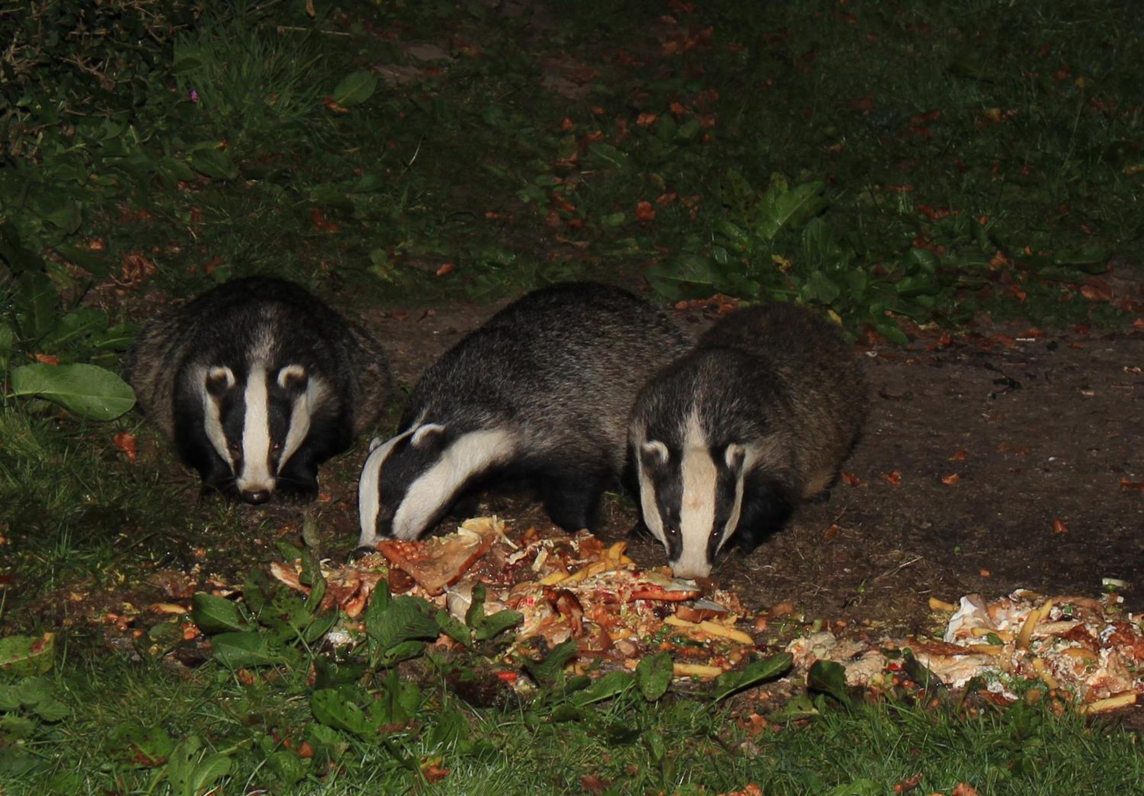 Badger Bar