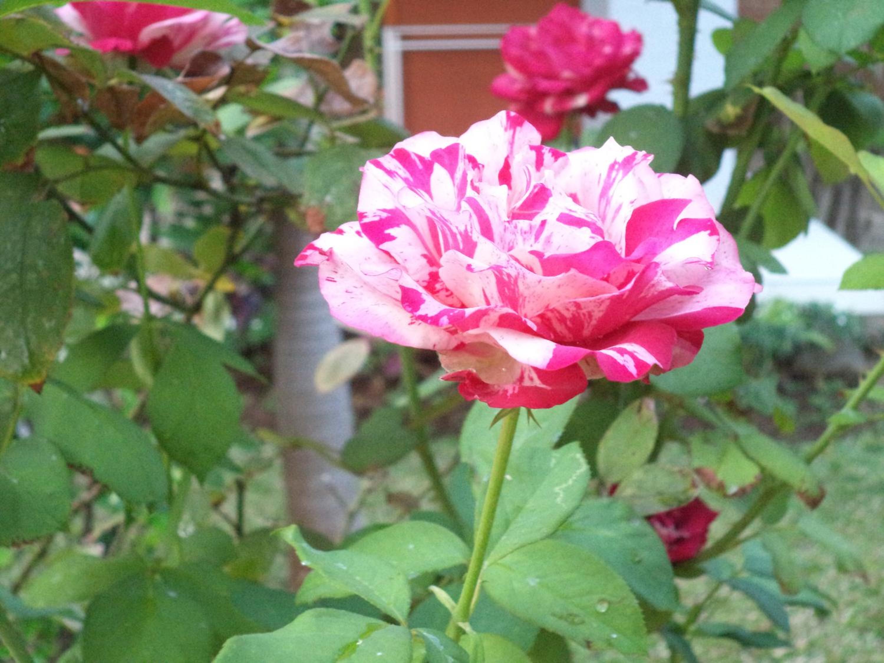 Photo 55