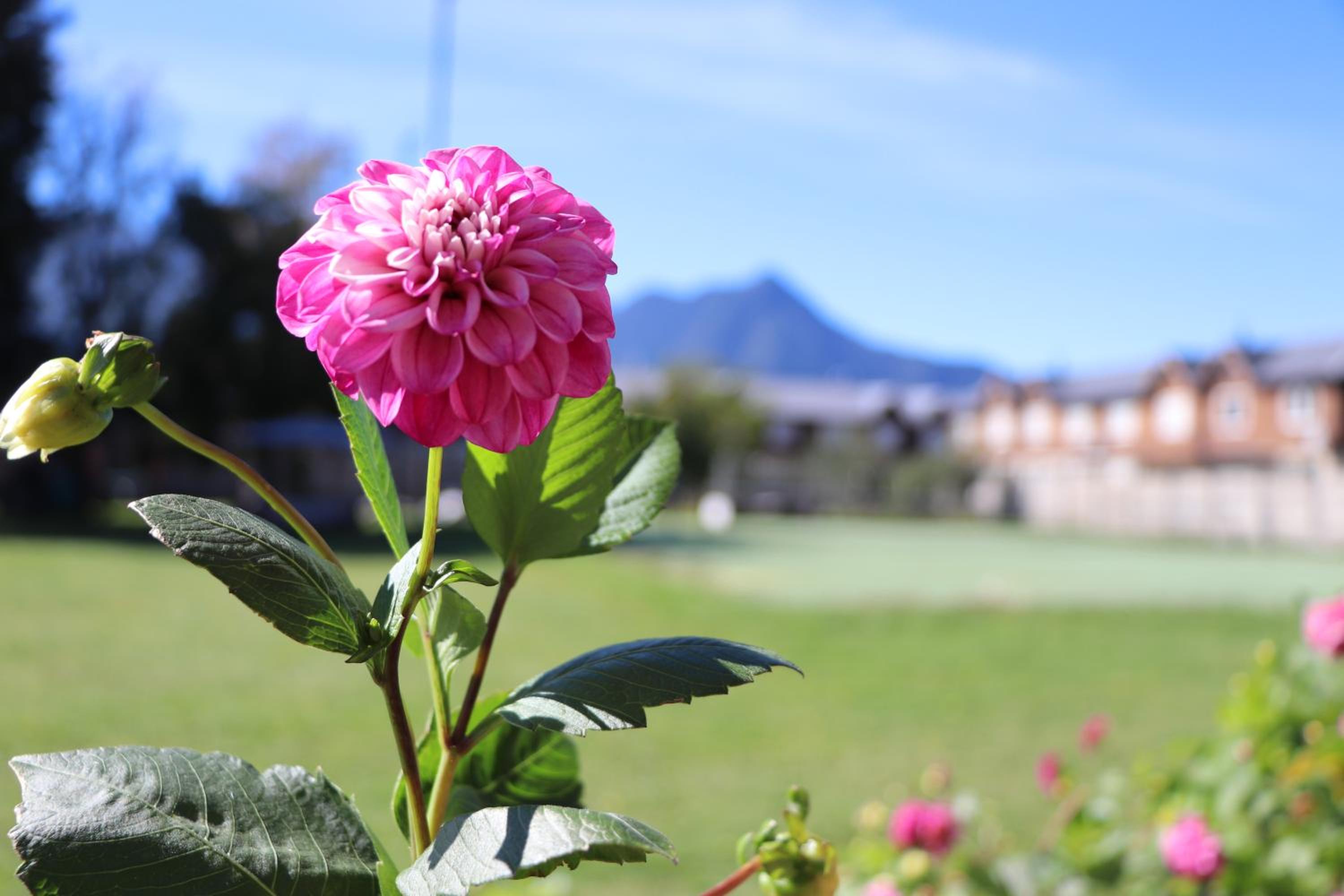 Cabañas Paihuén
