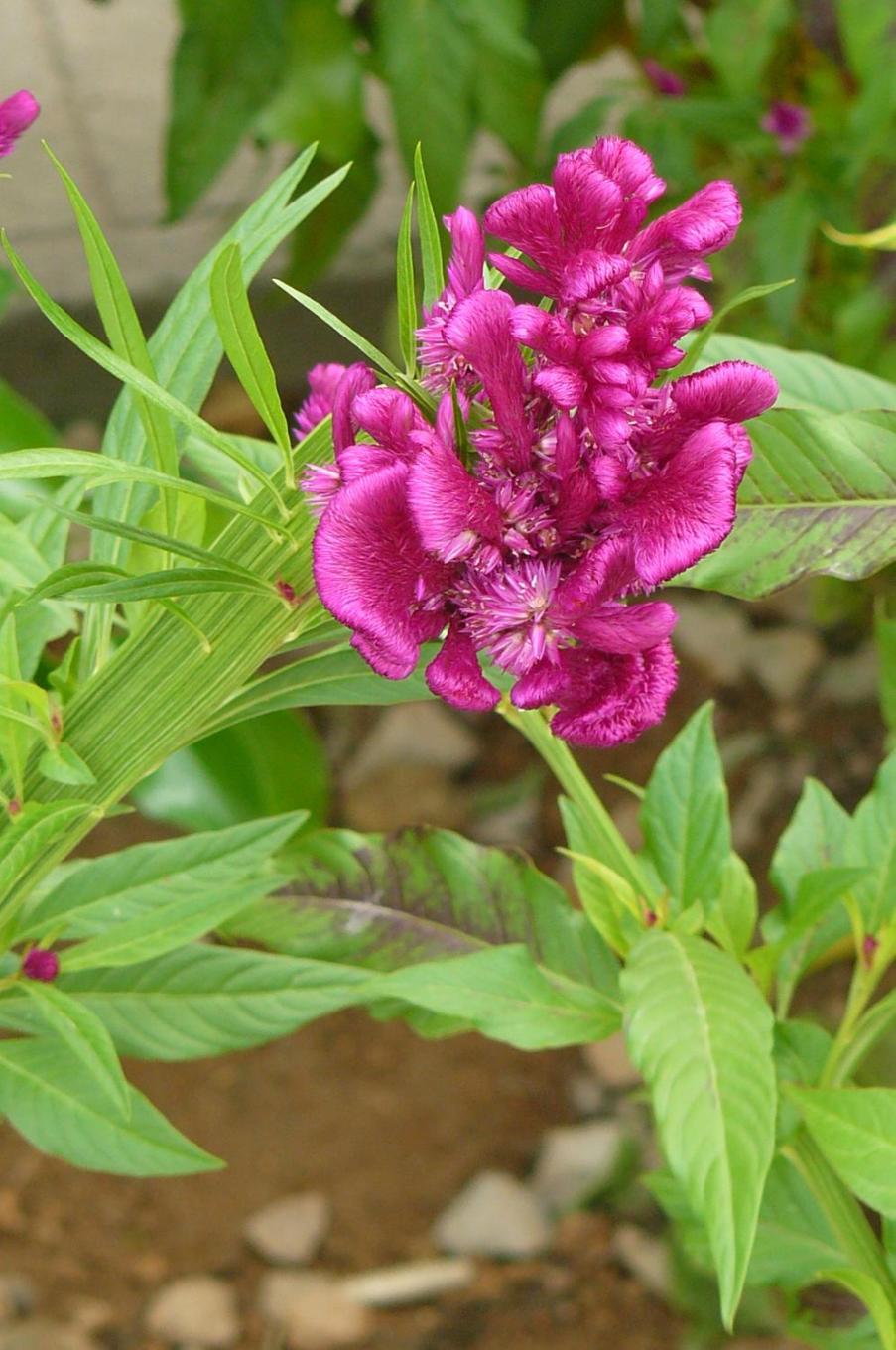 Au thé à la menthe, photo 33