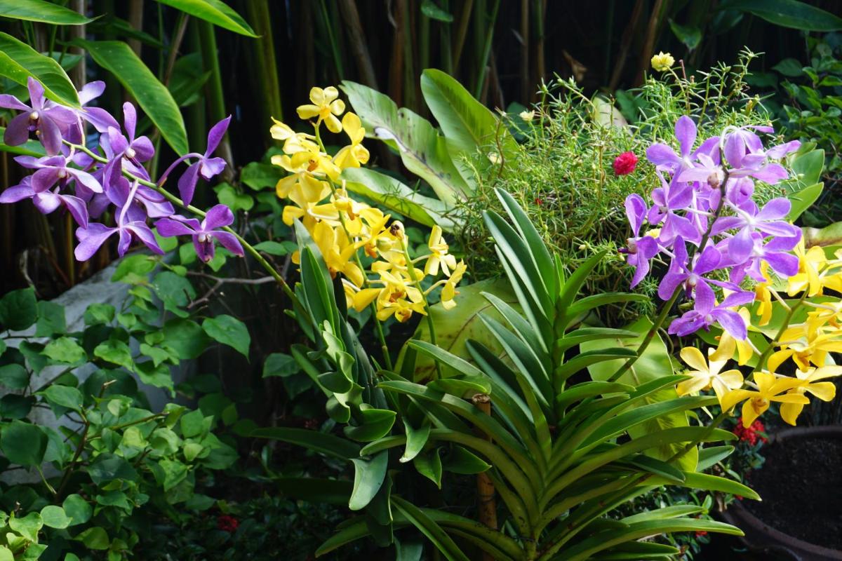 garden