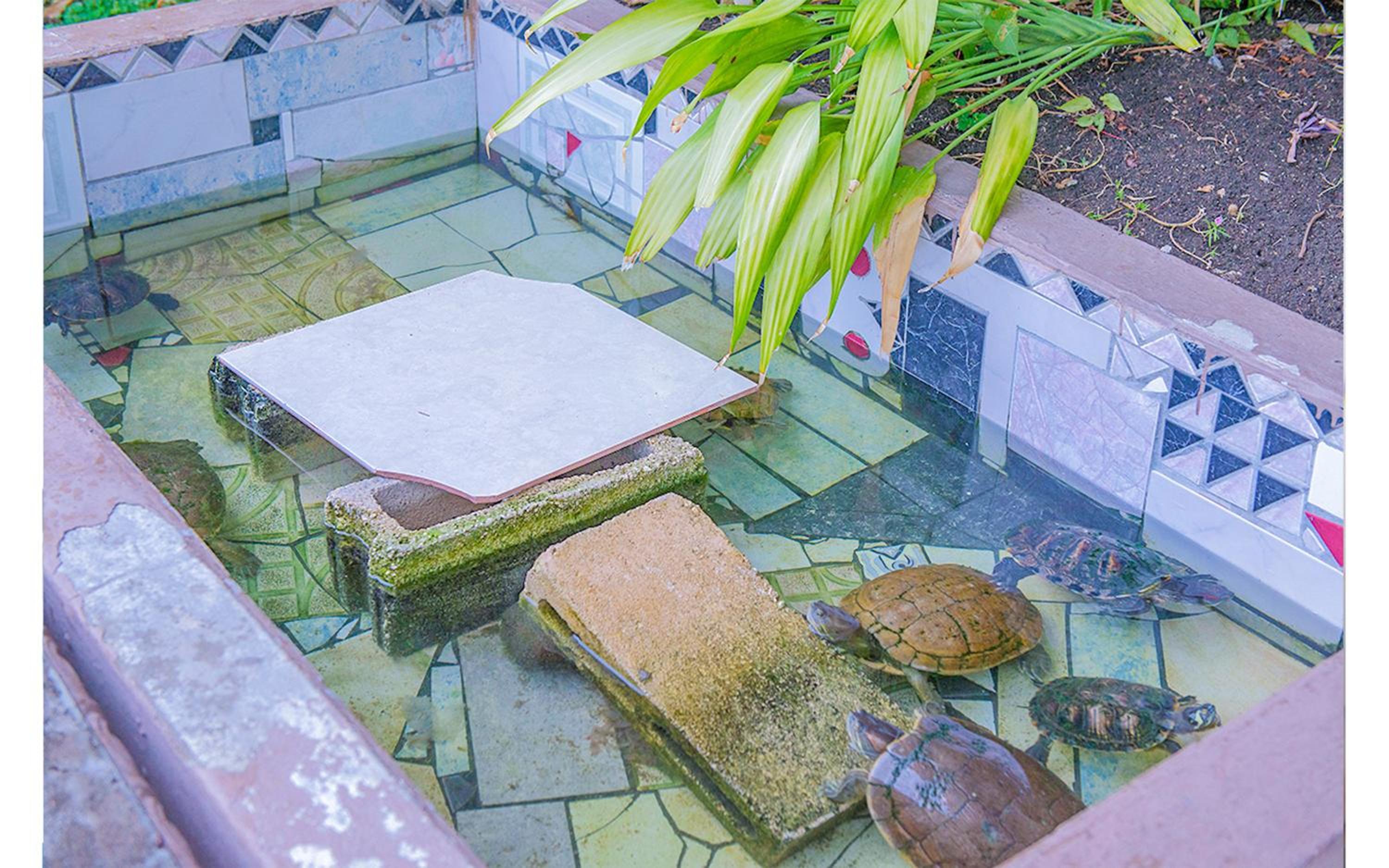 Sword Fish Beach Suite@ Turtle Towers