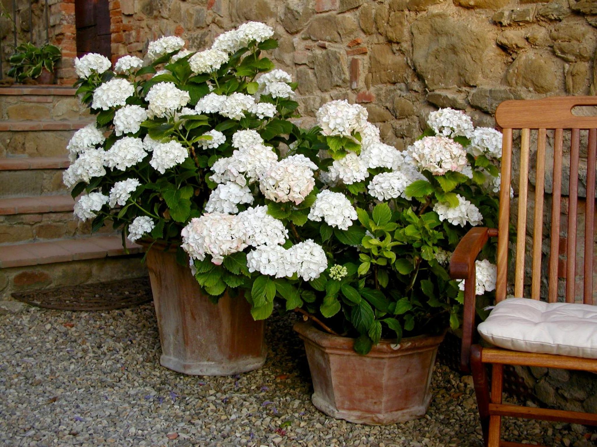 Ventena Vecchia antico frantoio