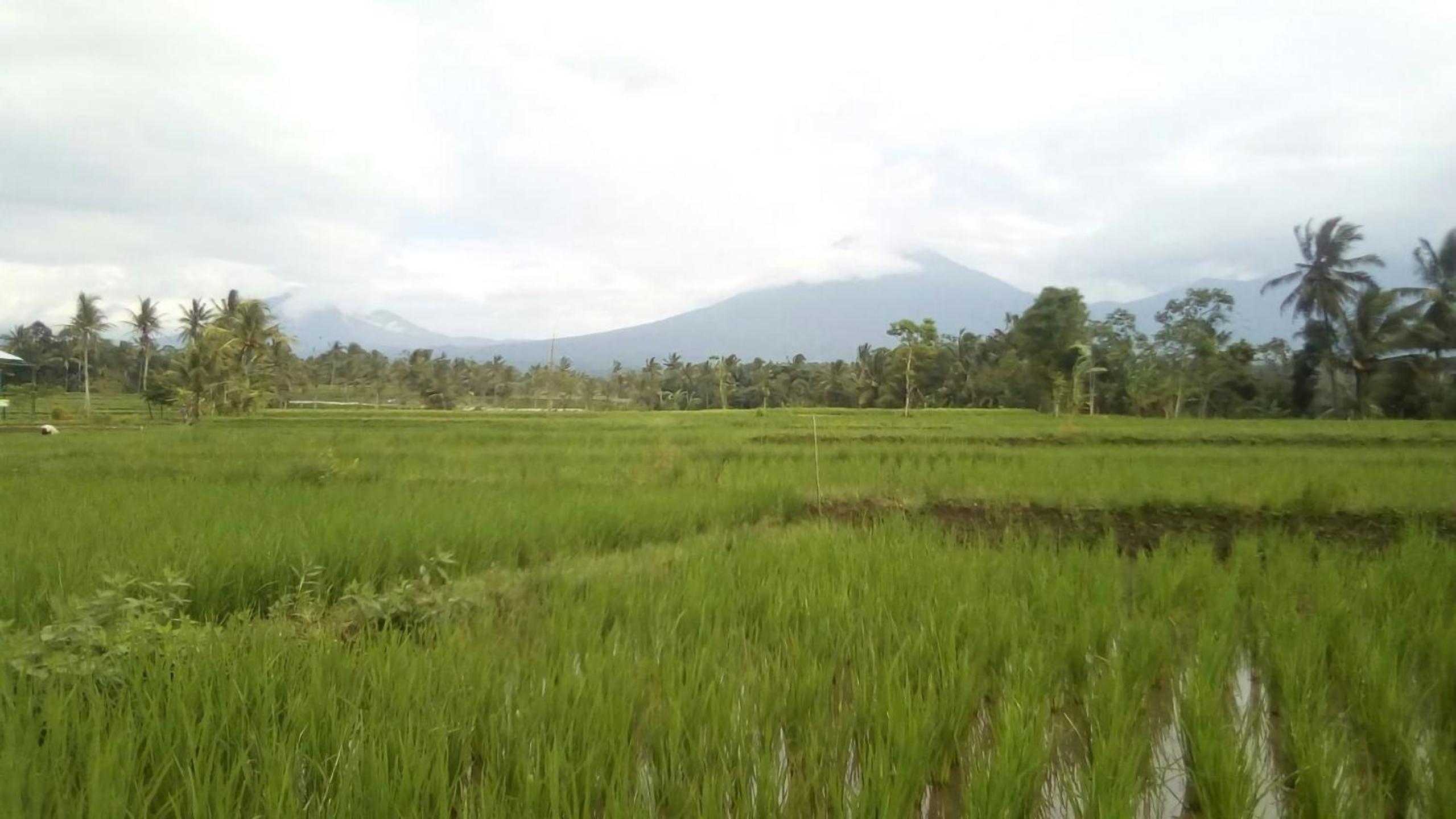 Ijen Farmer Homestay