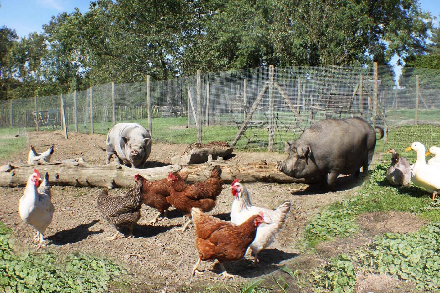 Comme à la Ferme
