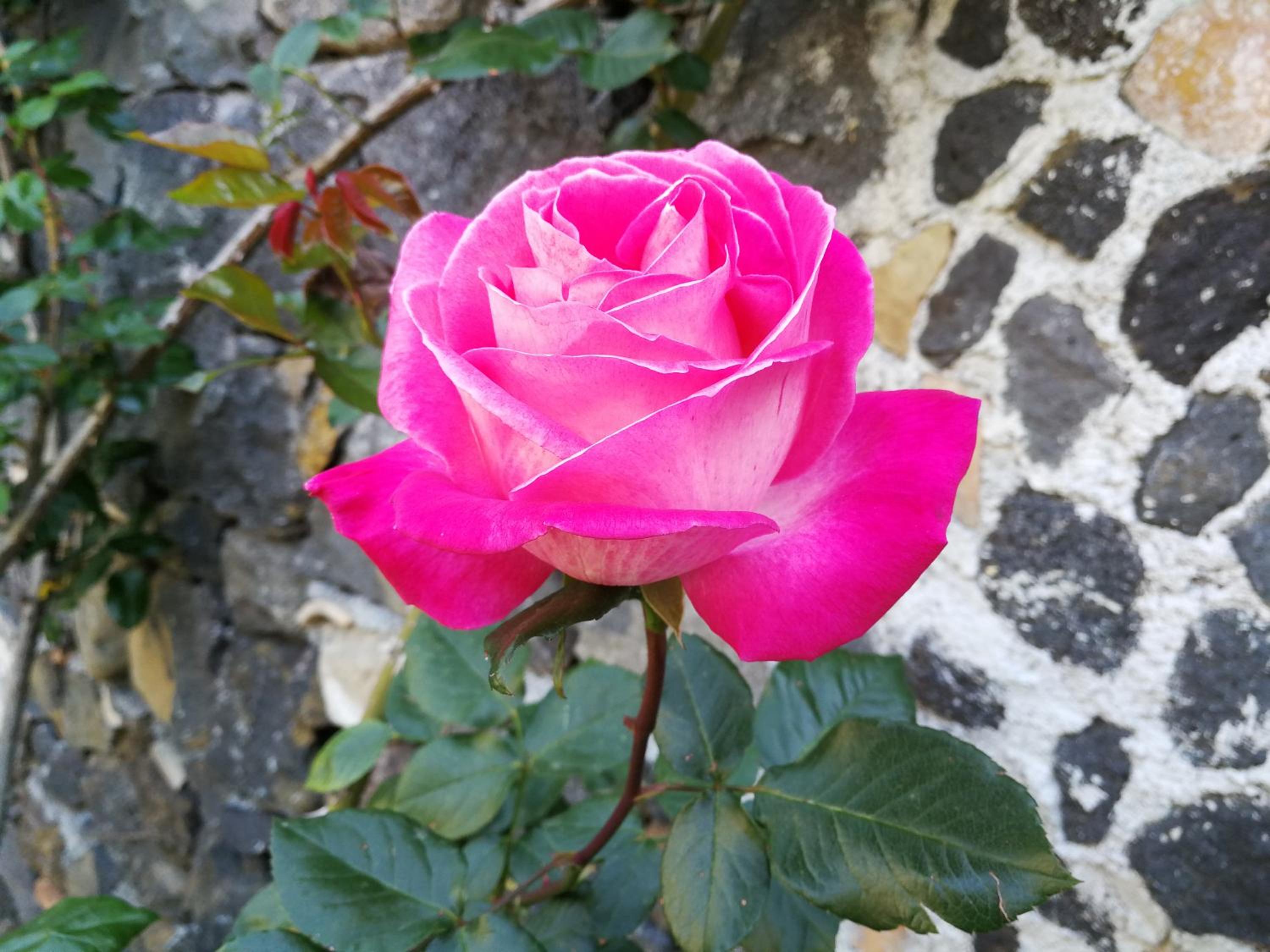 La Baronessa B&B