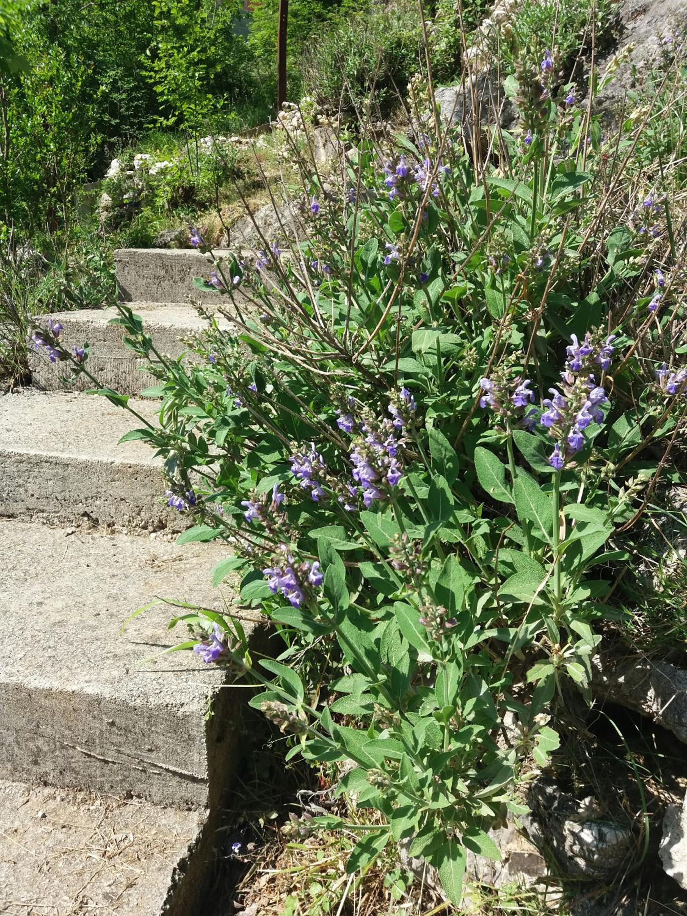 Kuća Lavanda