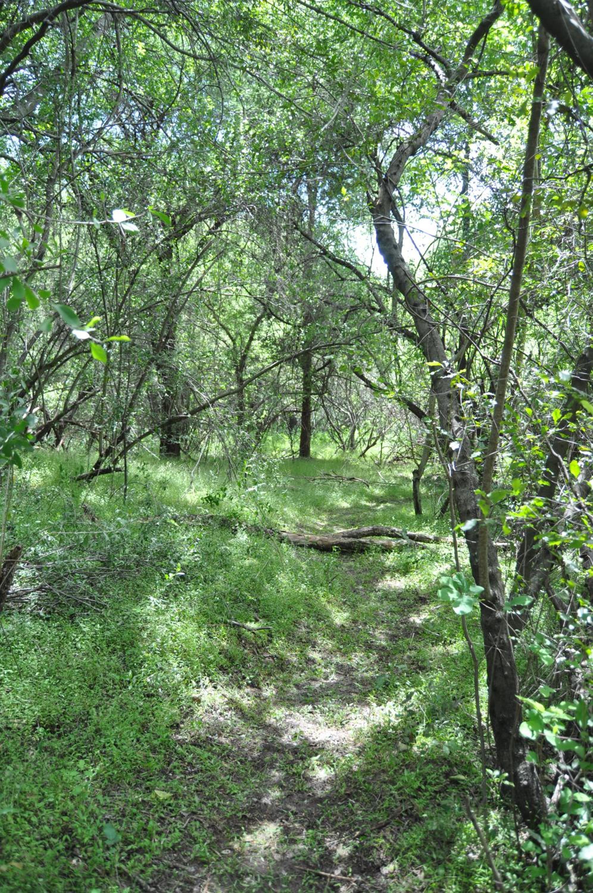 ASKIESBOS - Samochima Bush Camp