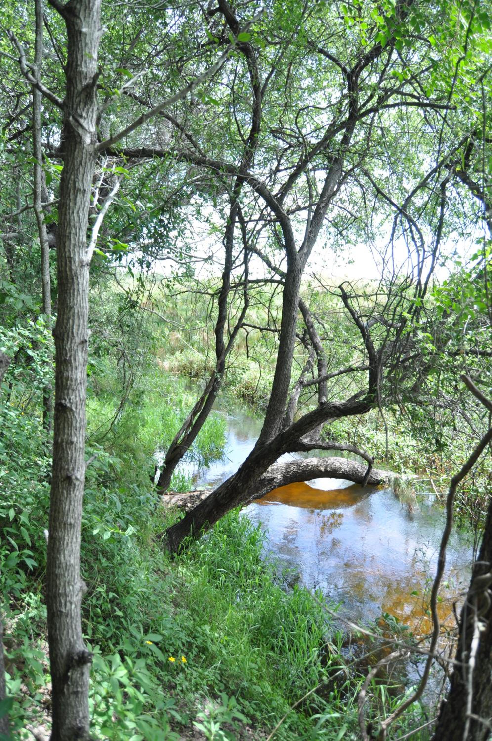 ASKIESBOS - Samochima Bush Camp