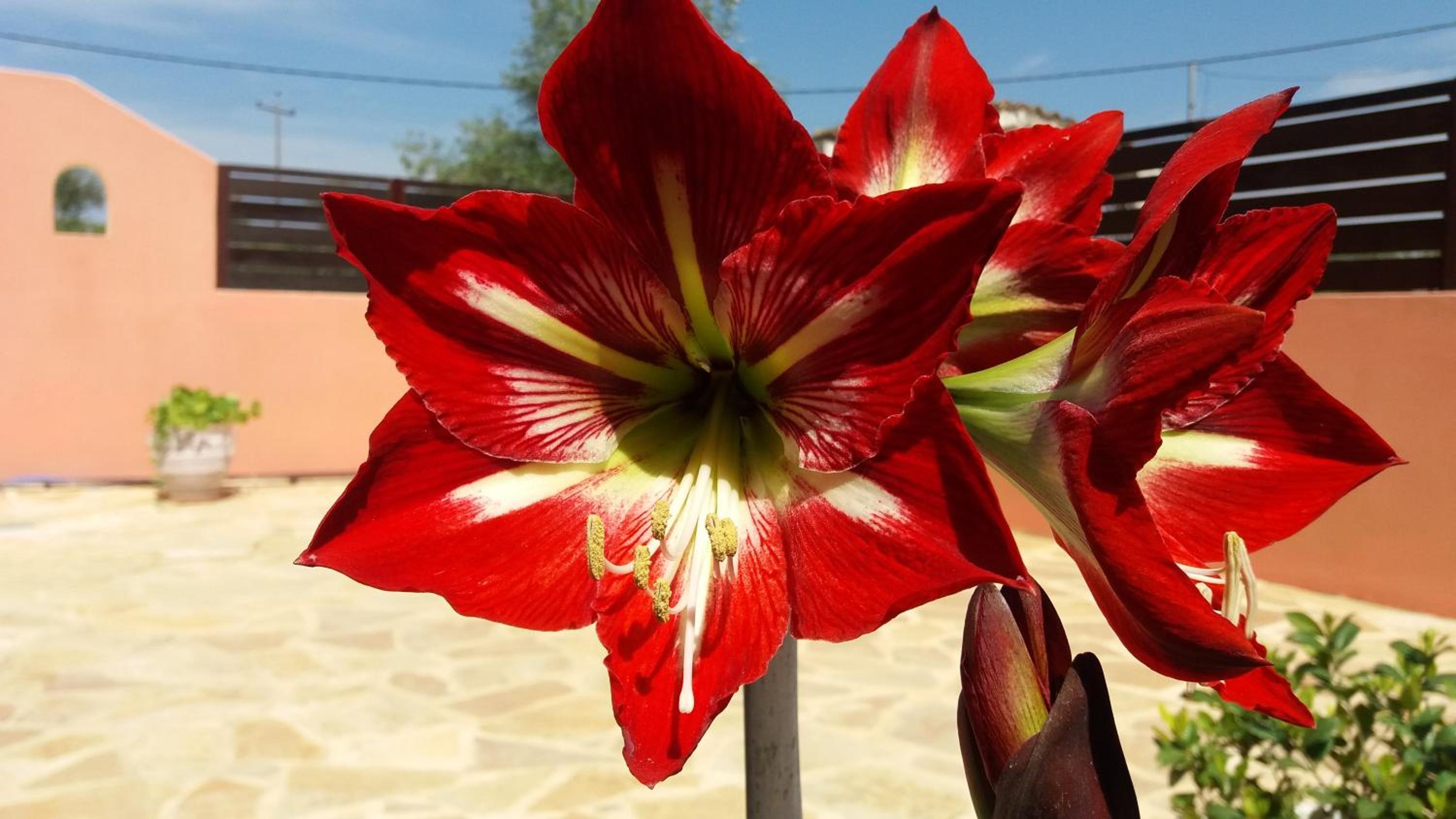 Amaryllis Boutique Apartments view 2