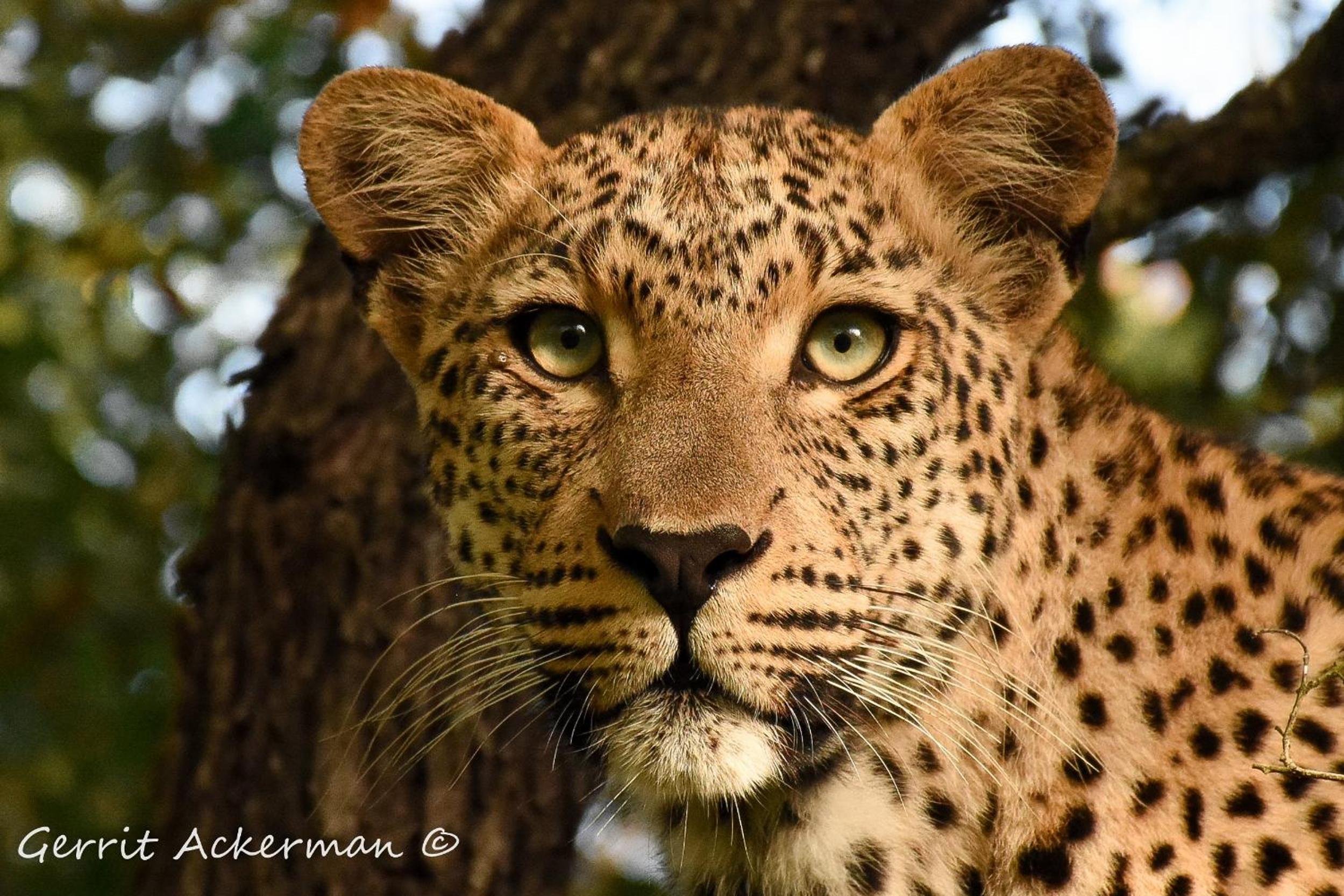 Elephant Plains Game Lodge