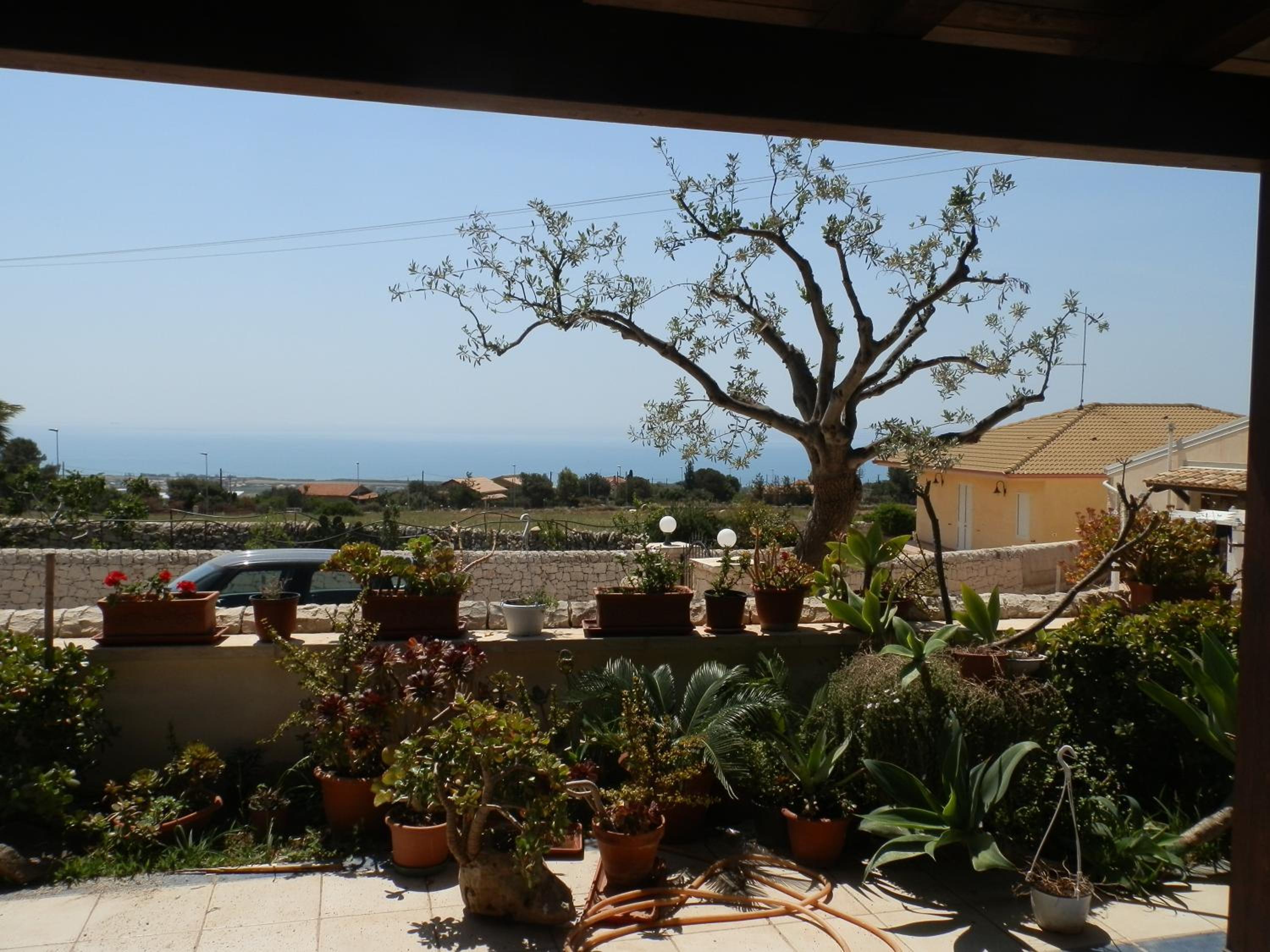 Coccinella view 4