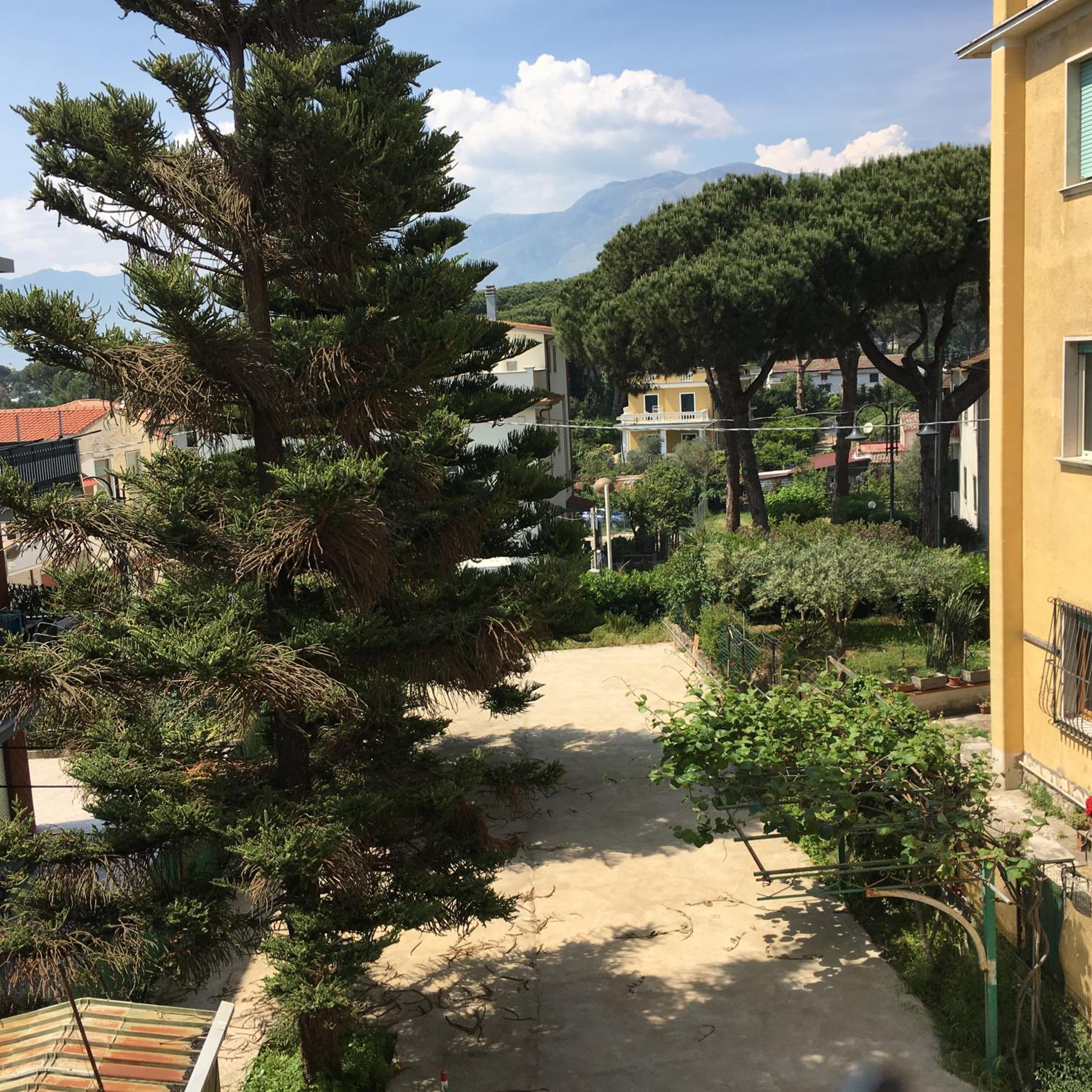 Tulipano, photo 8