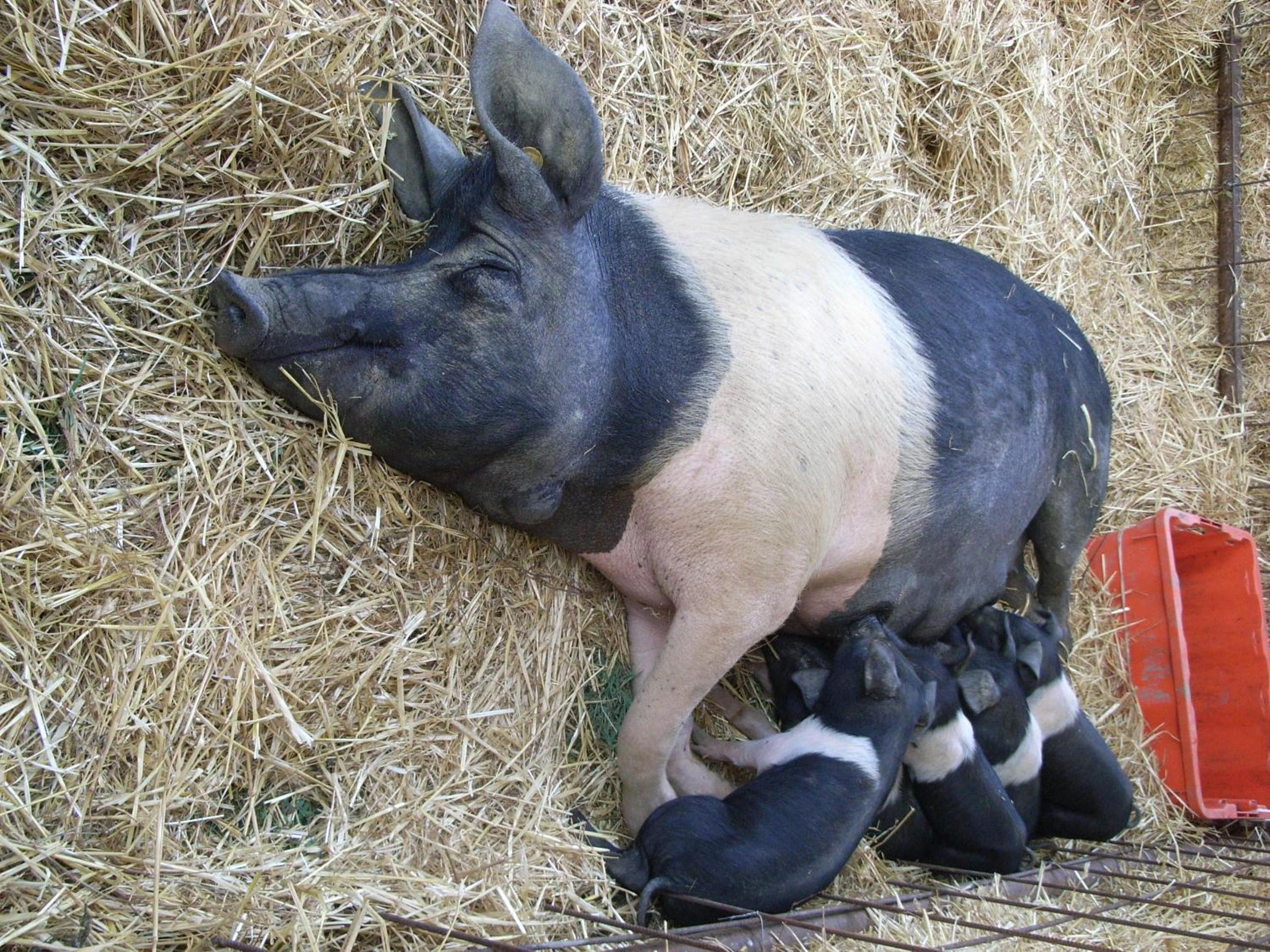 Agriturismo La Pietriccia