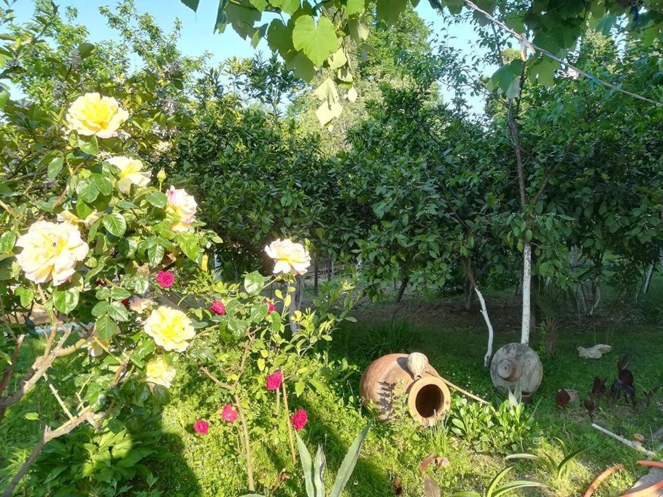 Photo 41