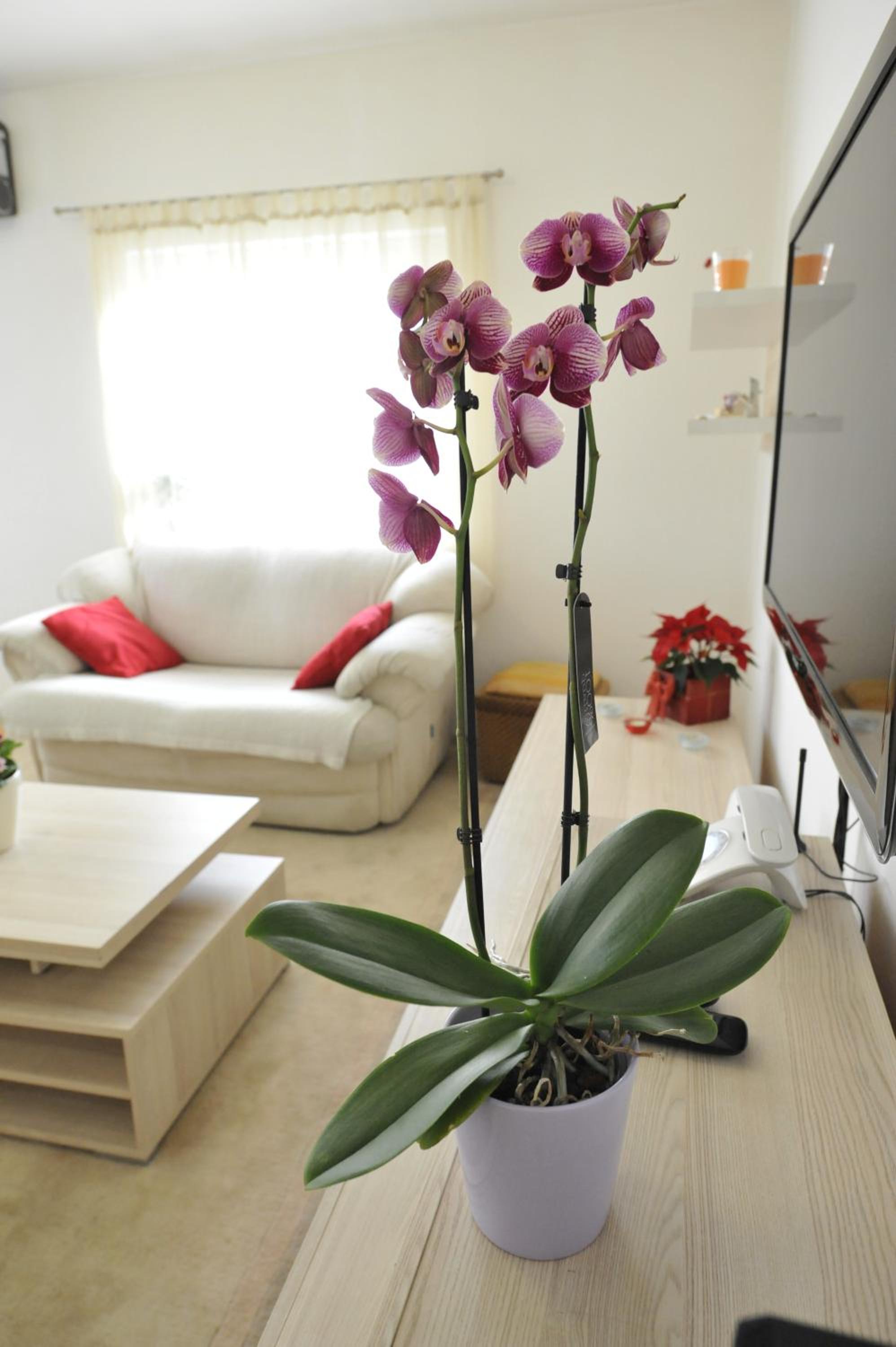 Vlatka apartman