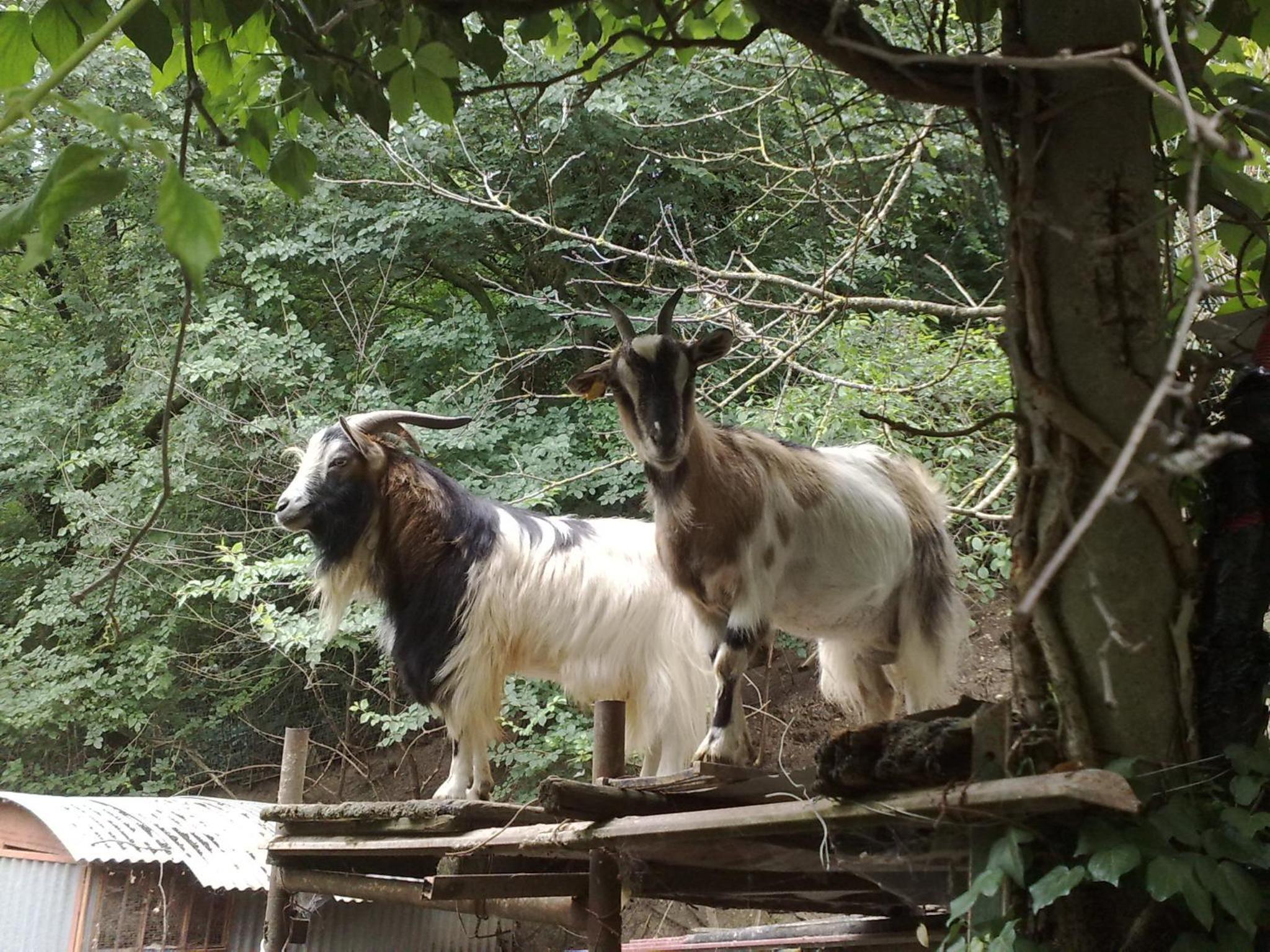 Agriturismo La Pietriccia