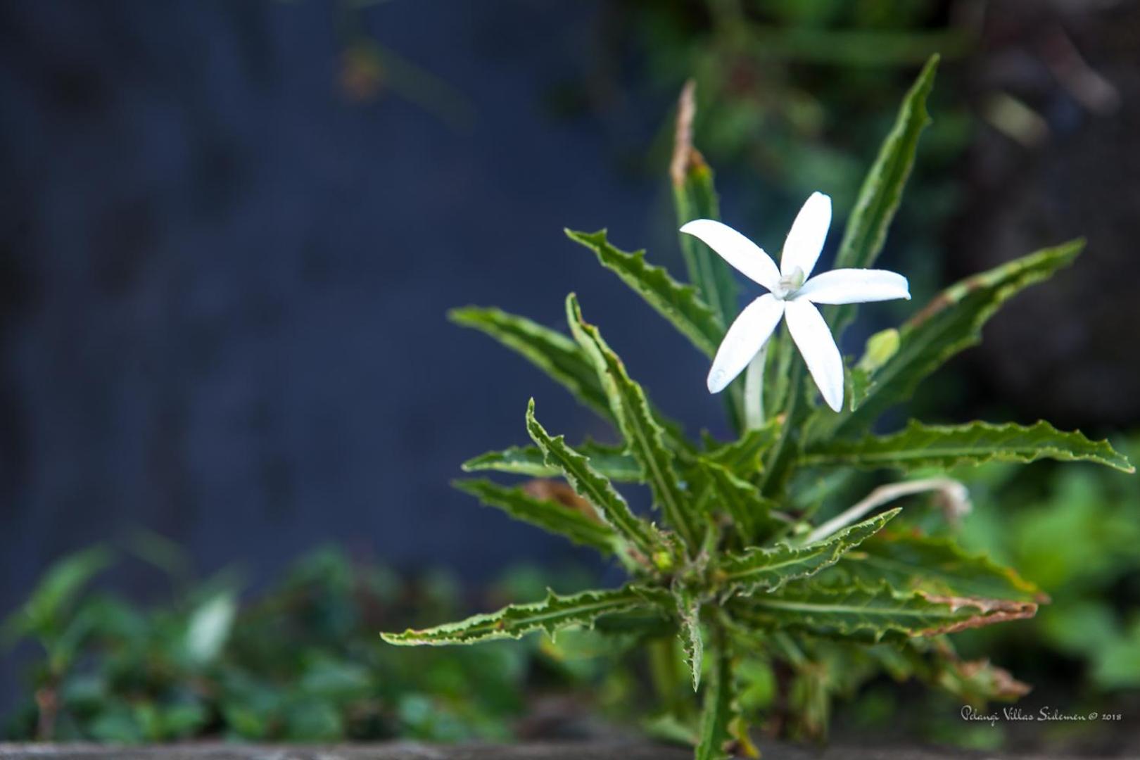 other