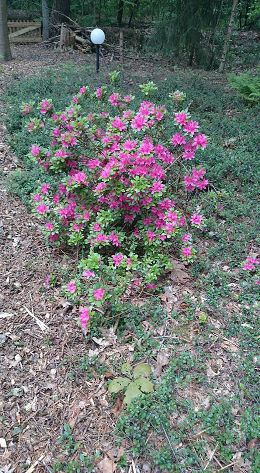 Calluna151 view 5