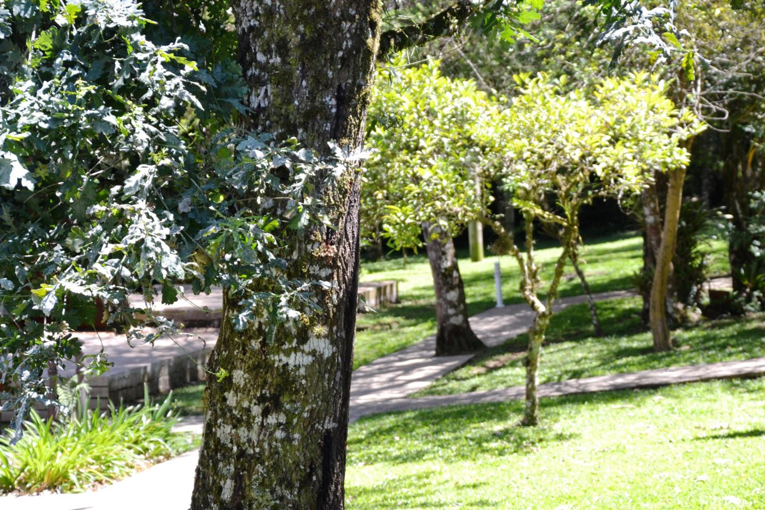 Hotel Pousada Dos Pinheiros