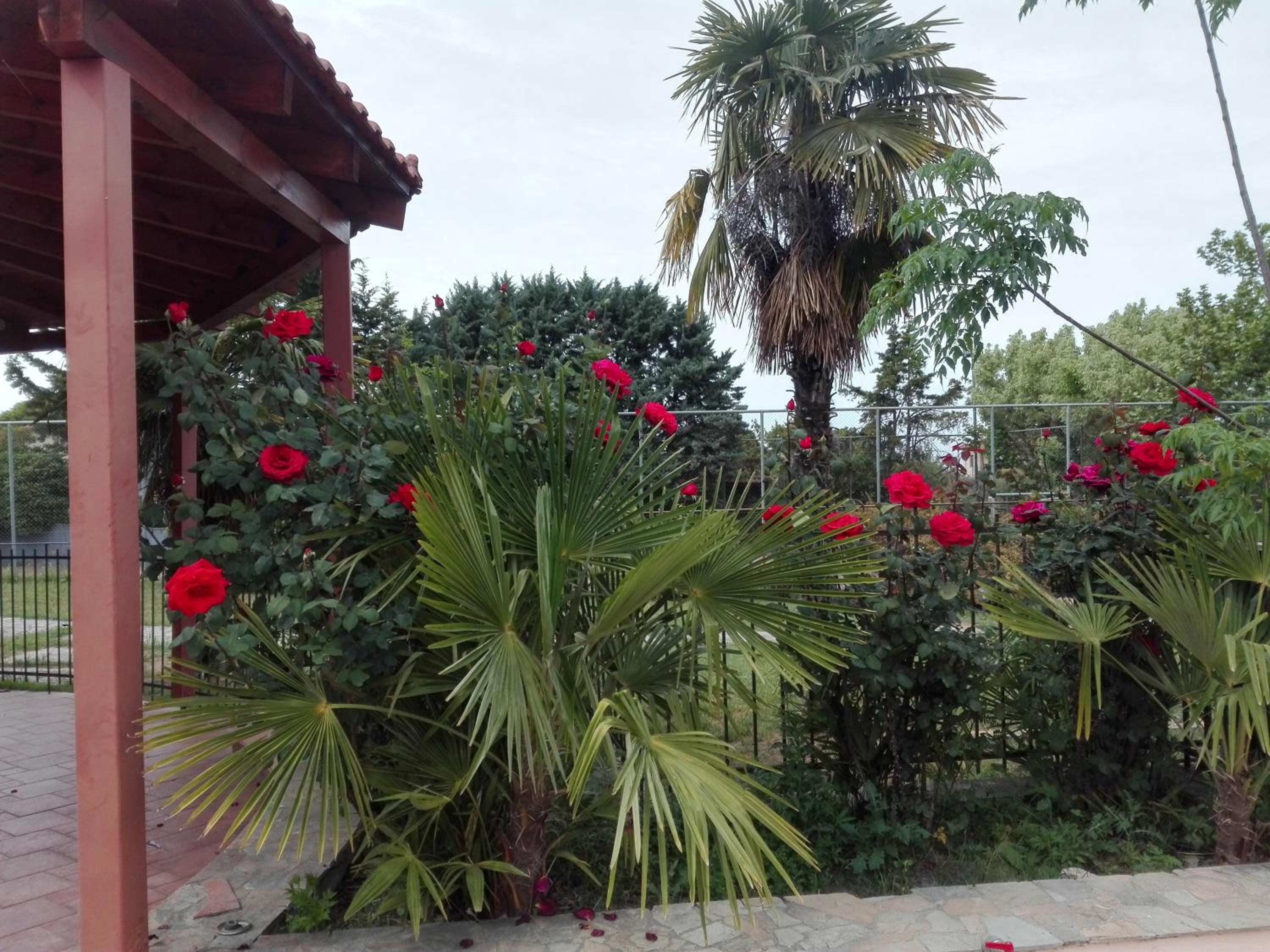 Photo 15