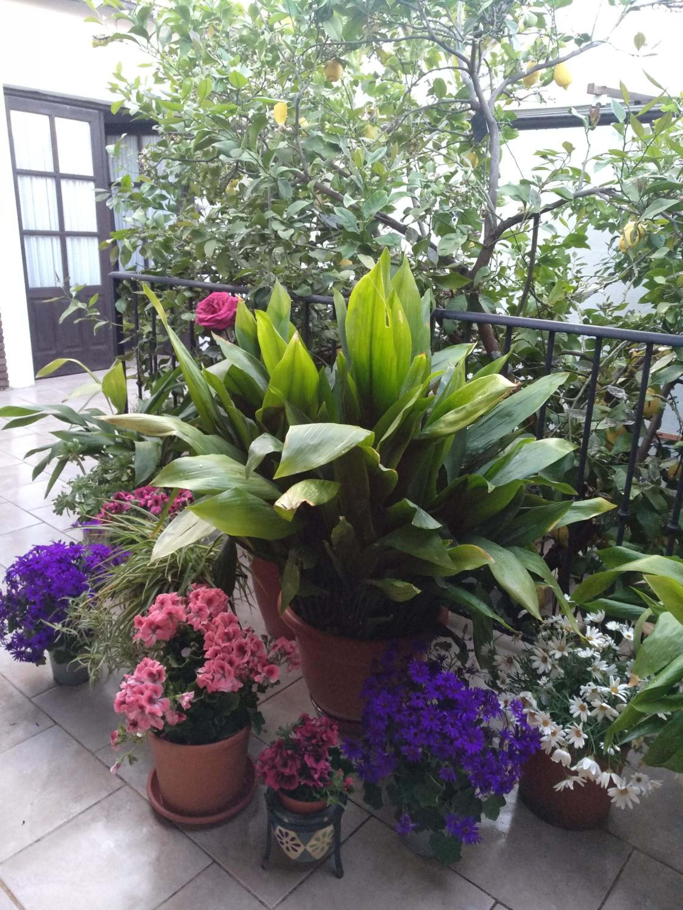 El Patio Andalu - Property Image 3