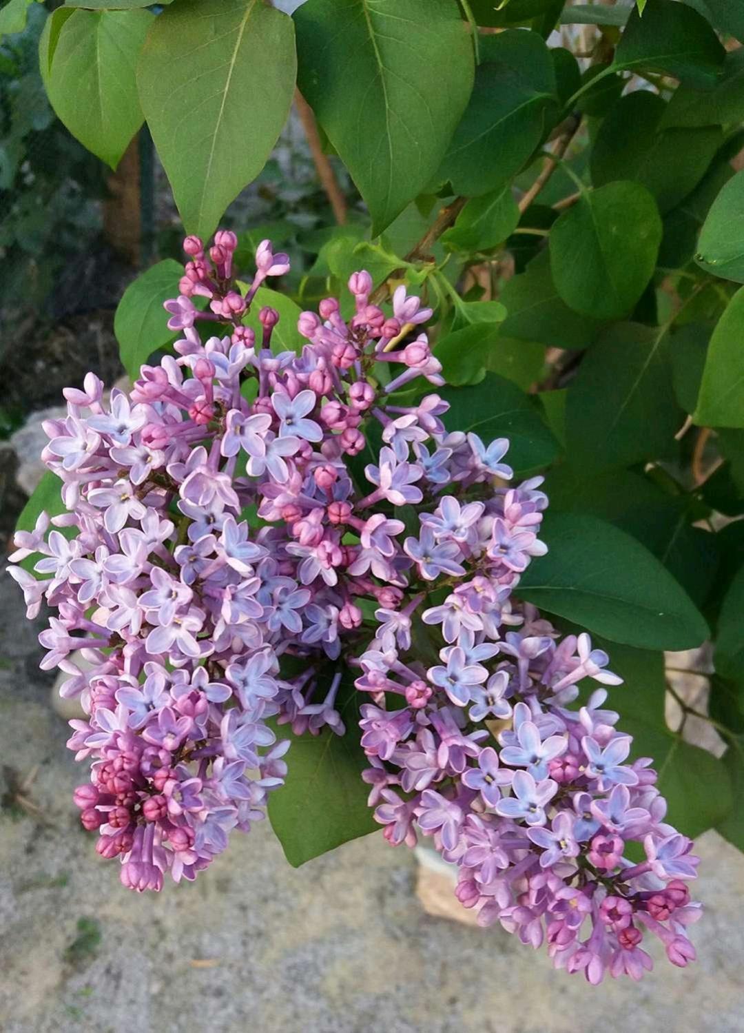 El Patio Andalu - Property Image 14