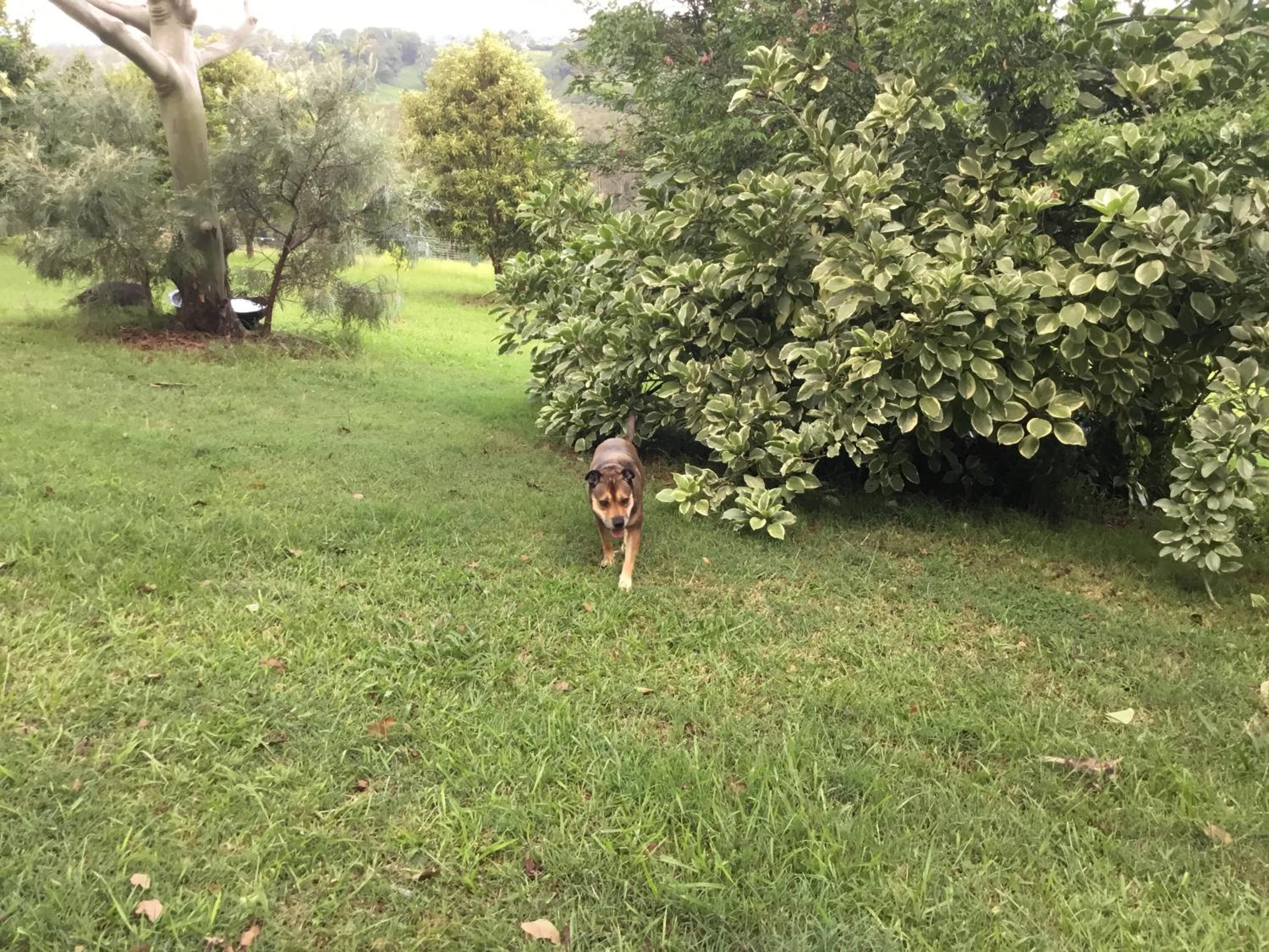 Tropical Coast Retreat - Pet Friendly - Adult only