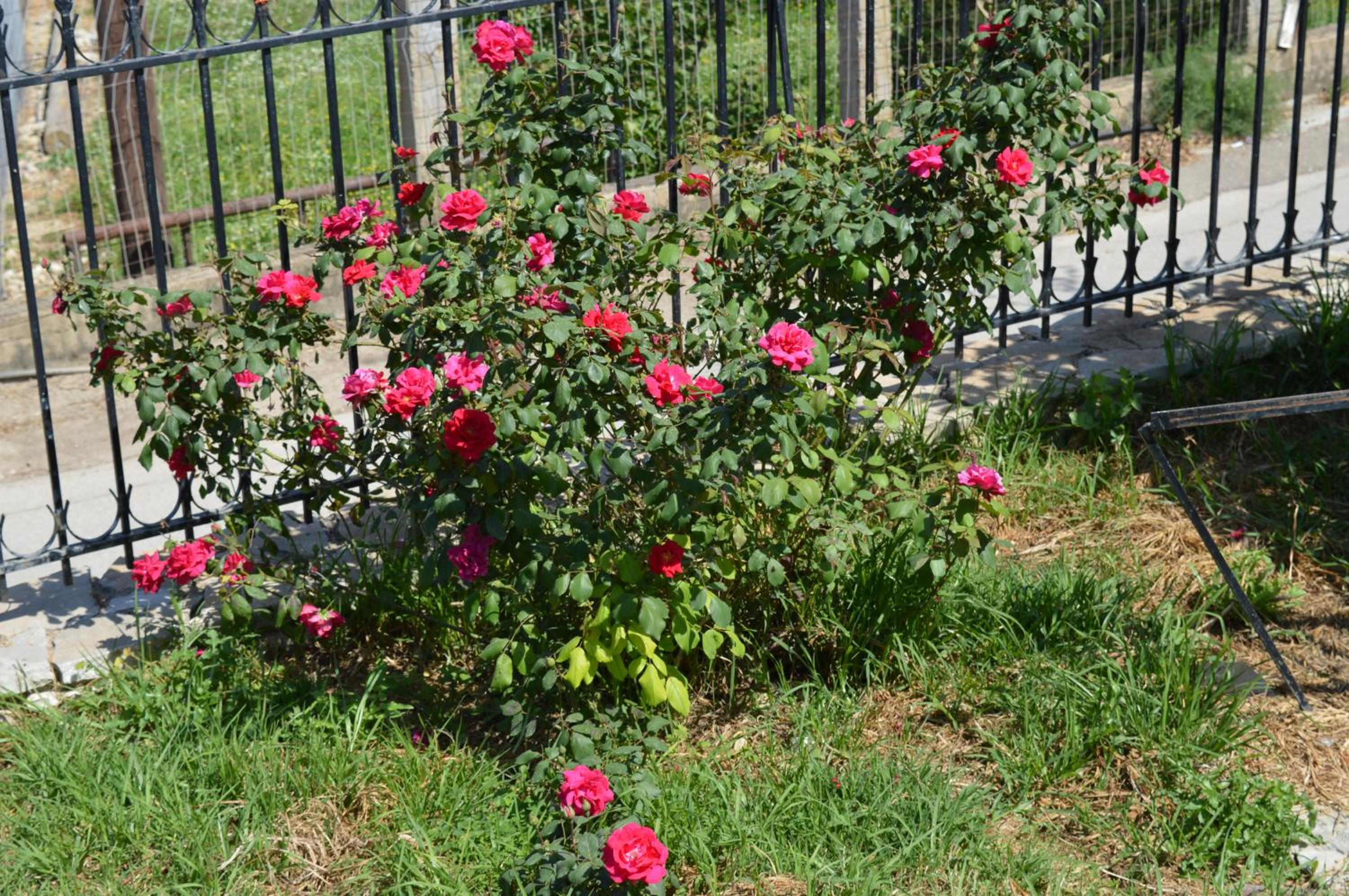 Photo 38