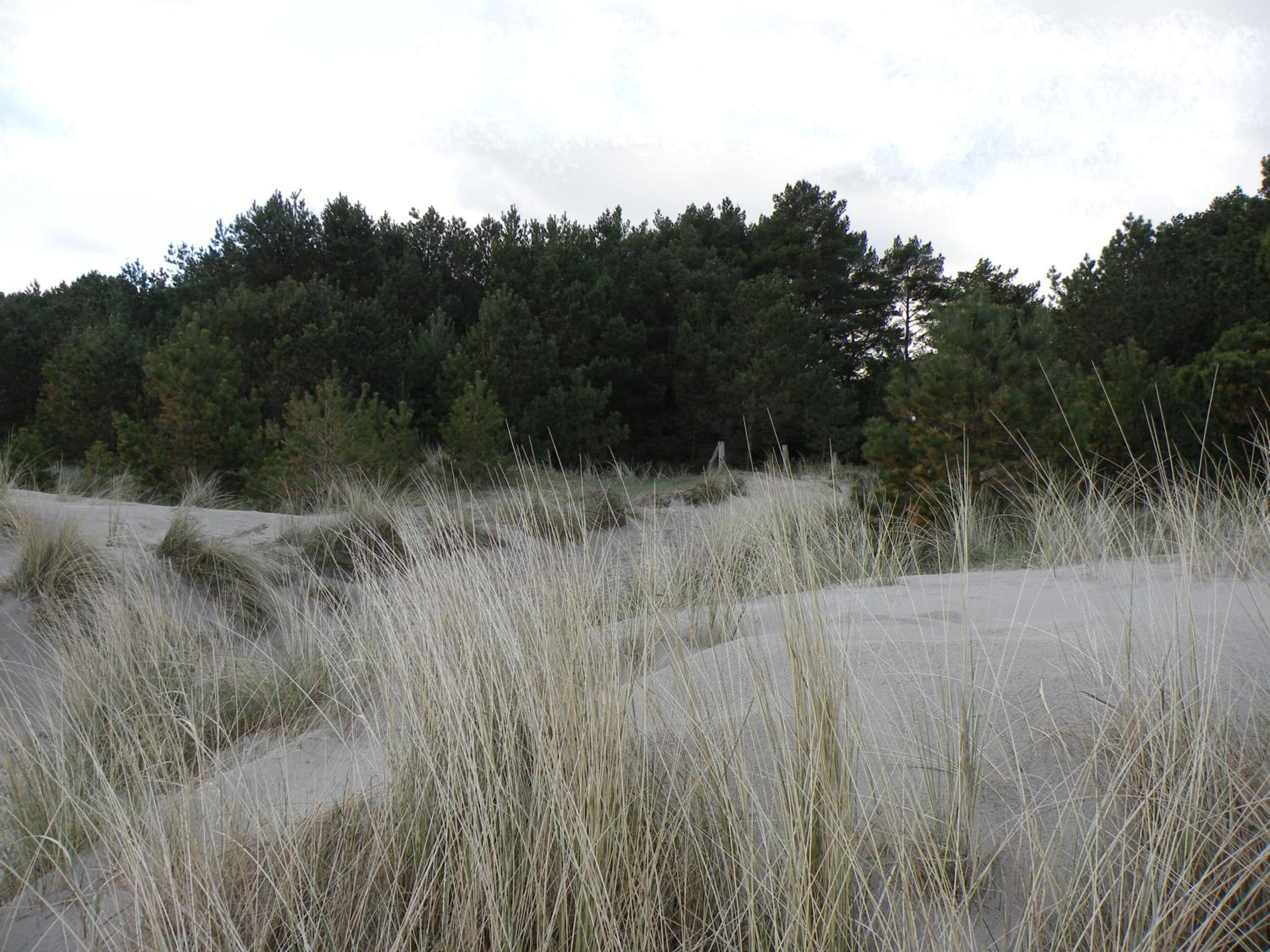 Düne 74