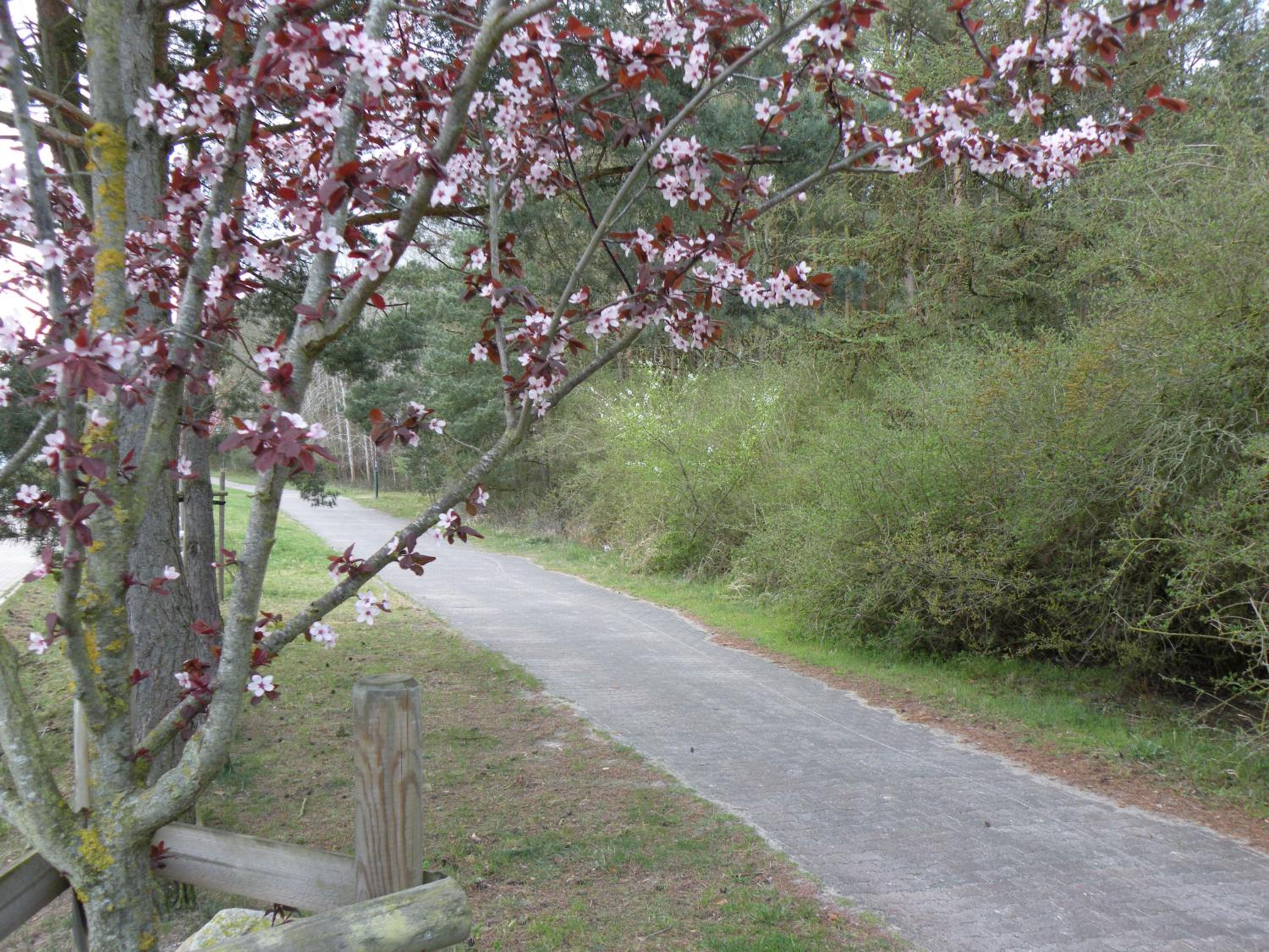 Düne 74