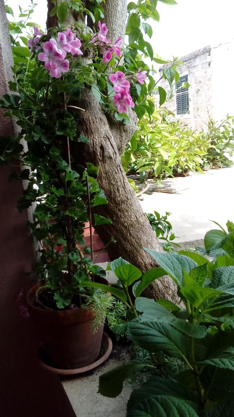 Guest House Roza