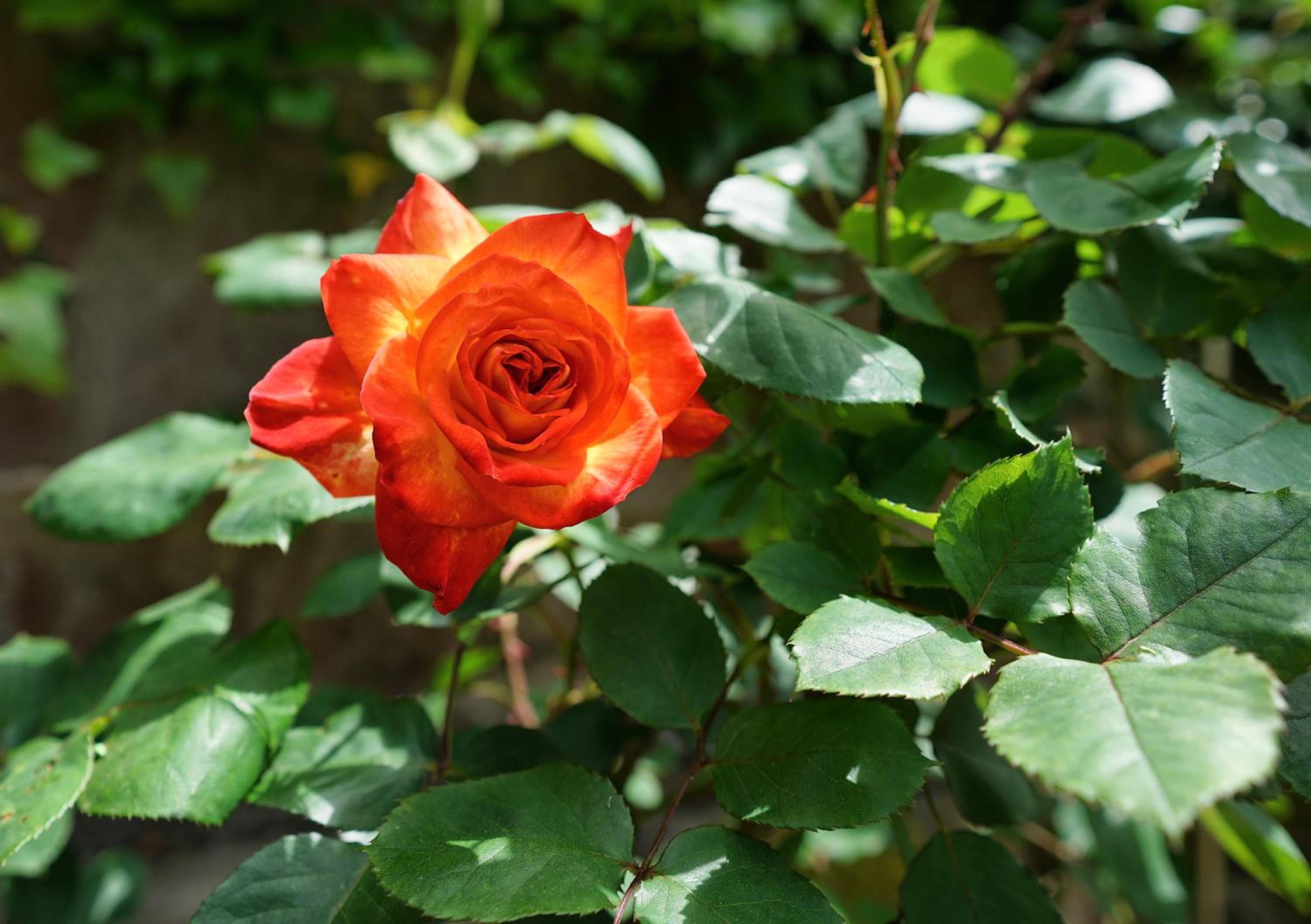 Photo 49