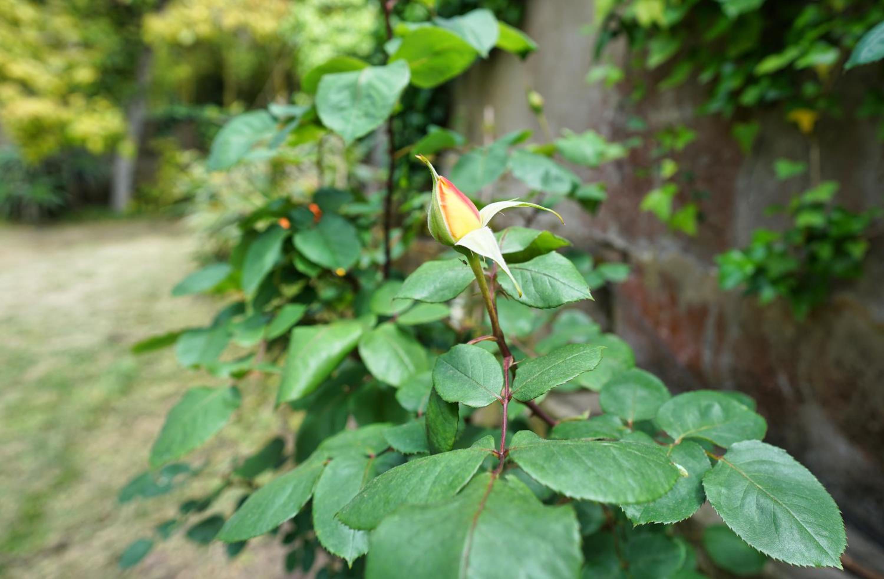 Photo 48