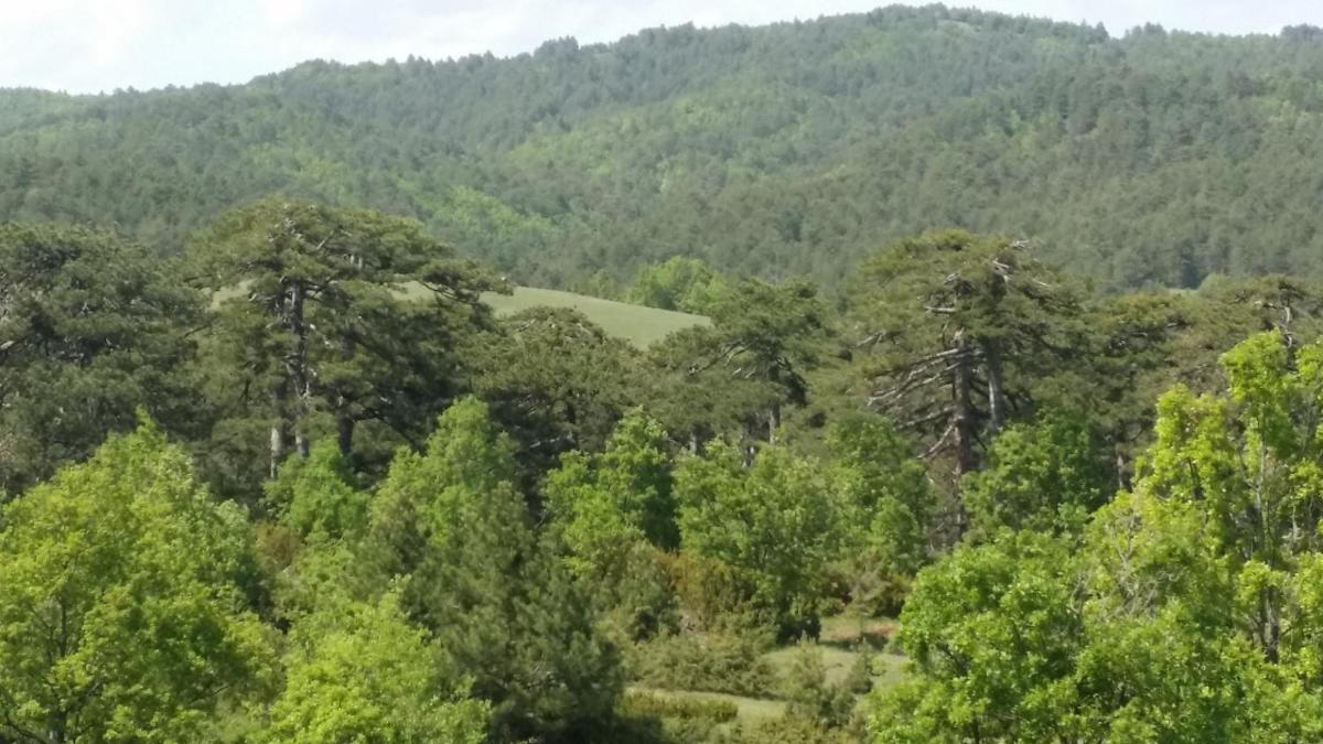 Panorama Kakopleyri Kalabakas
