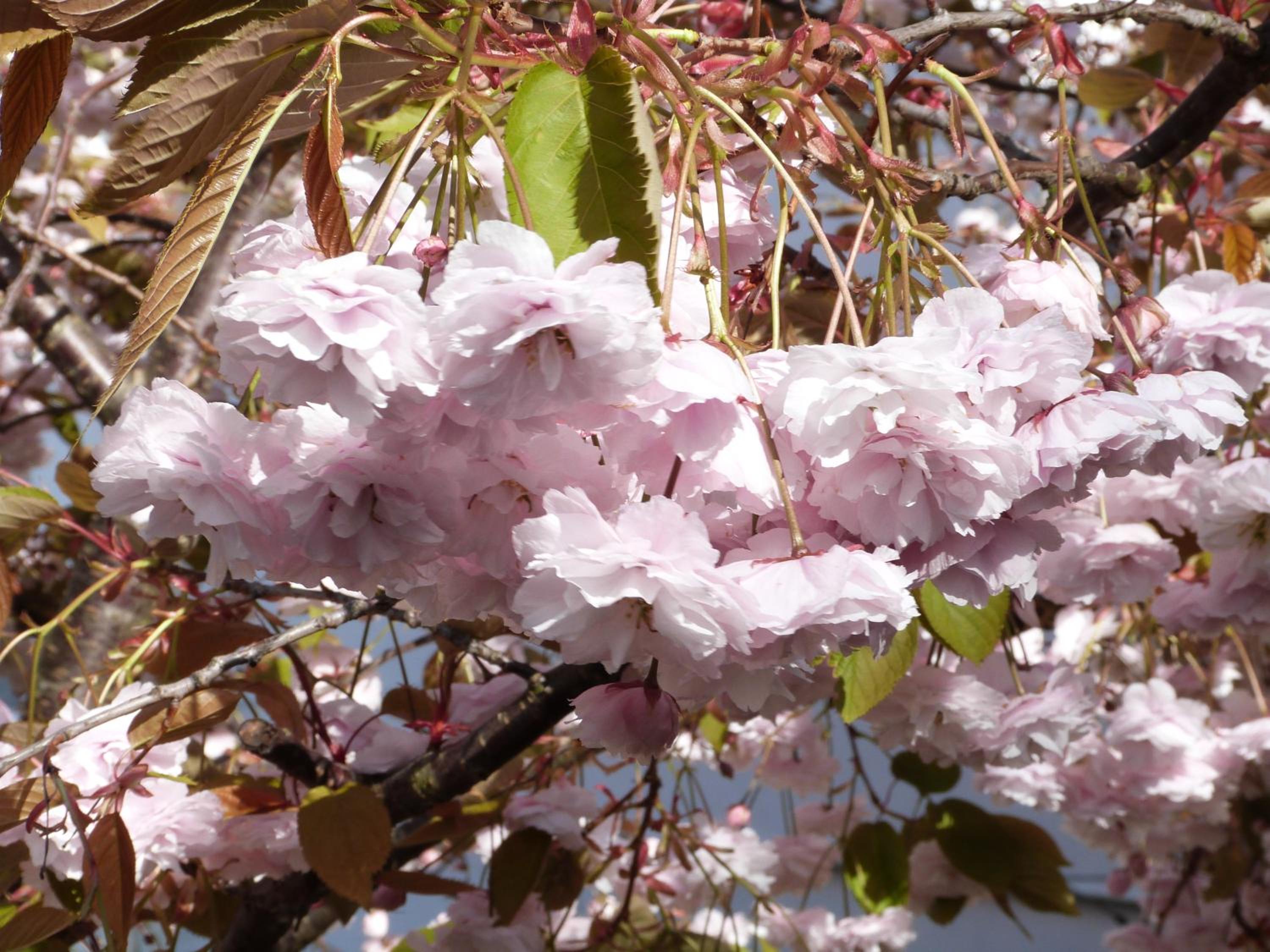 Photo 40